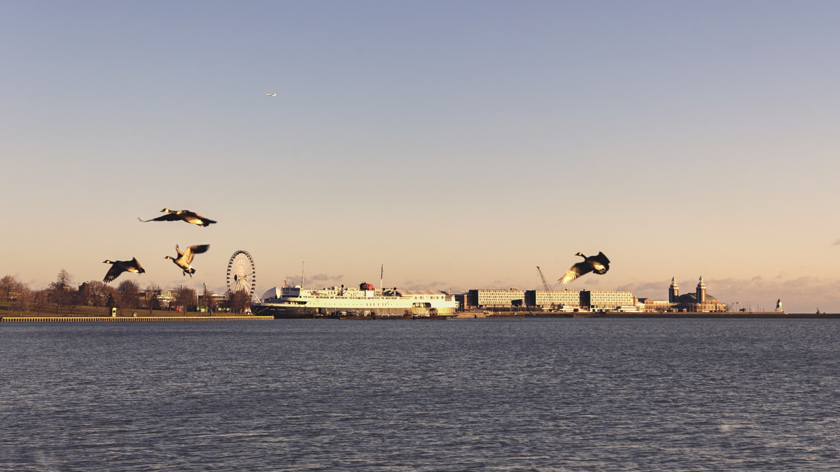 A flock of Canadian geese flying past Navy Pier on Chicago's Lakefront overlooking Lake Michigan.  There is an airplane in the background mirroring the flight of the birds.