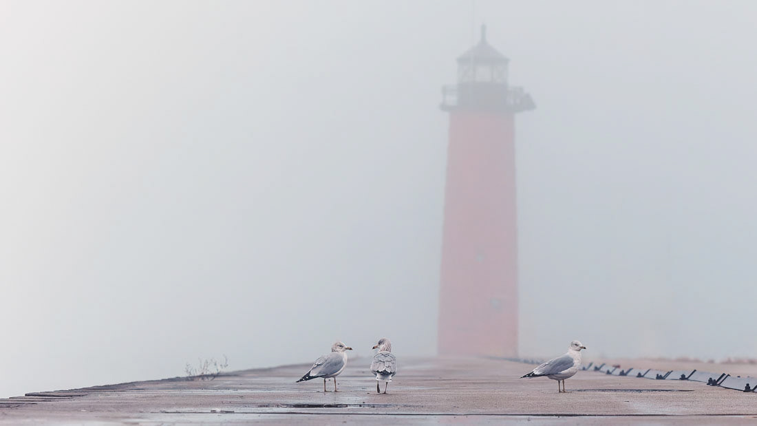Seagulls sitting on pier front of Kenosha Pierhead Lighthouse on a foggy morning.