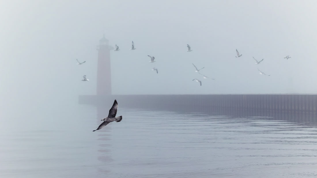 Flock of seagulls flying in front of Kenosha Pierhead Lighthouse on a foggy morning.