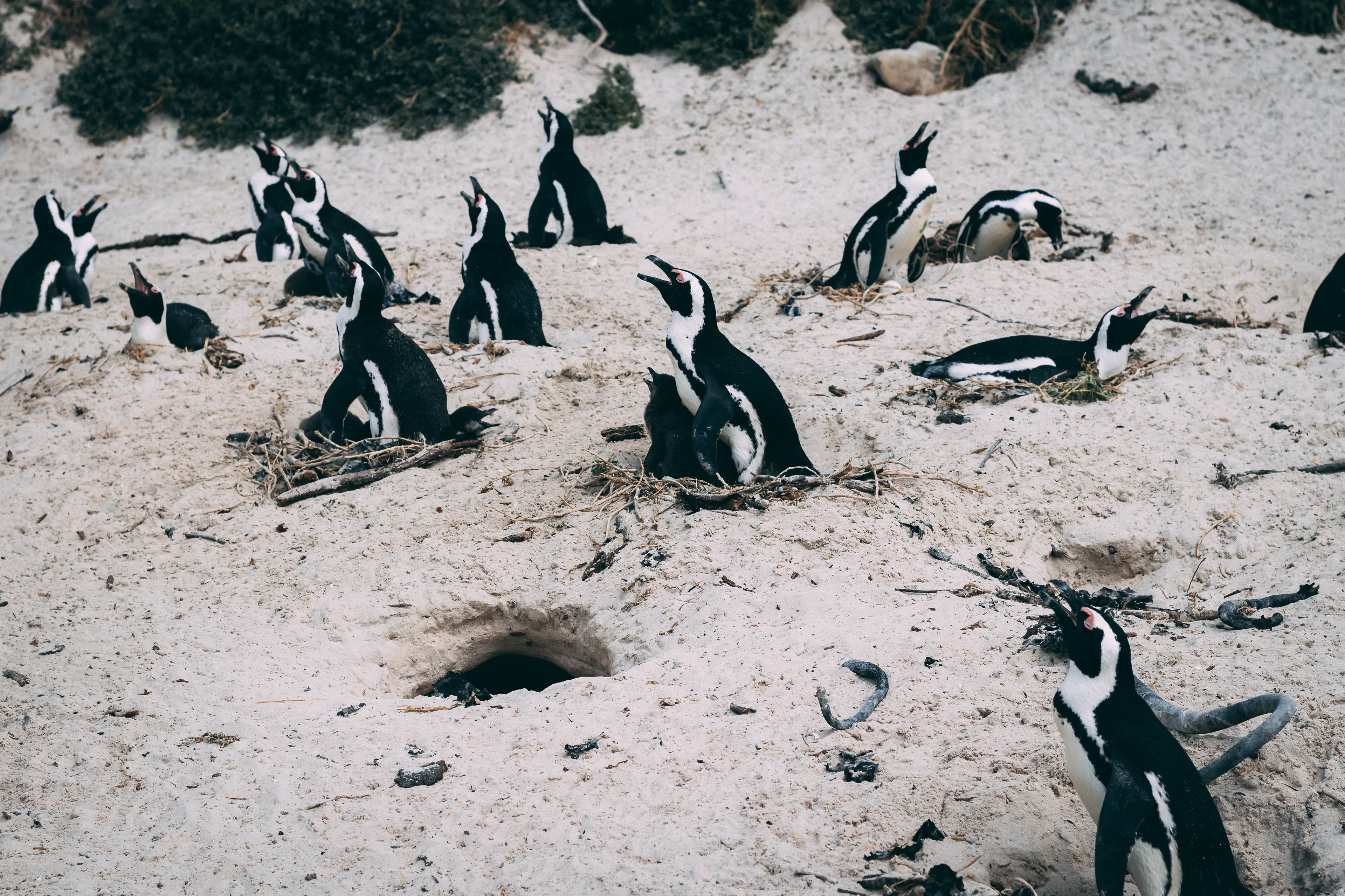 Boulders Beach (1/5)