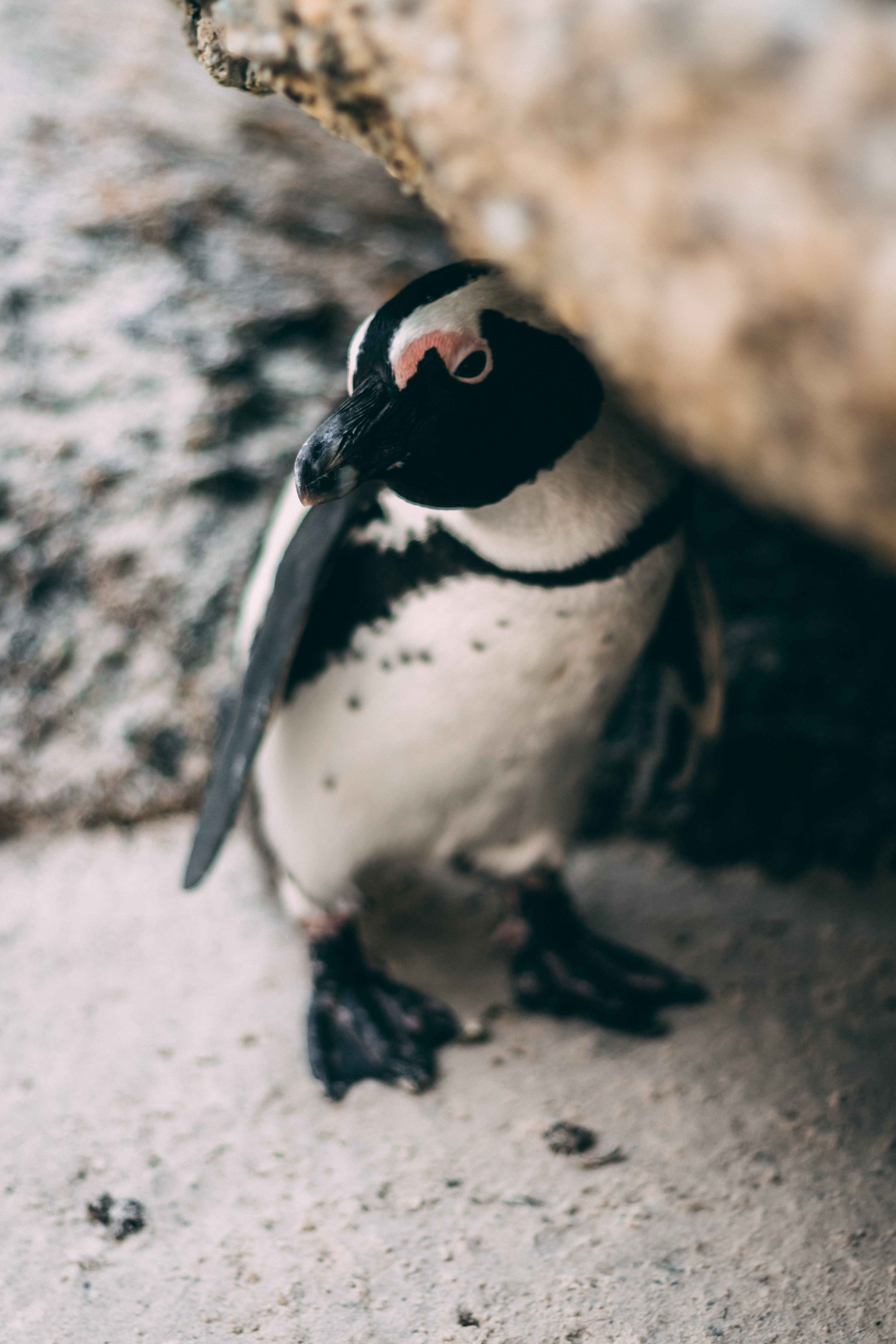 Boulders Beach (3/5)