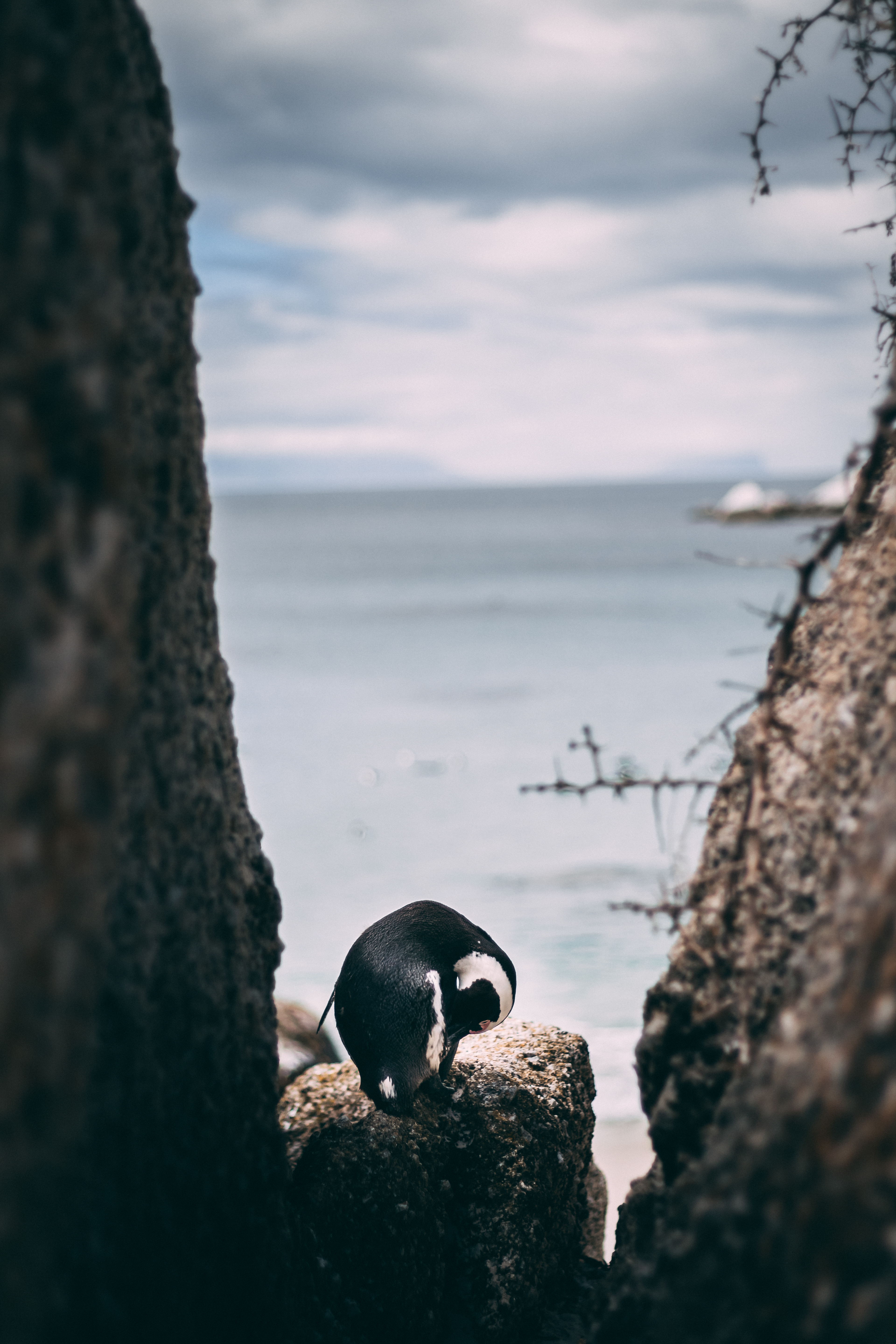 Boulders Beach (2/5)