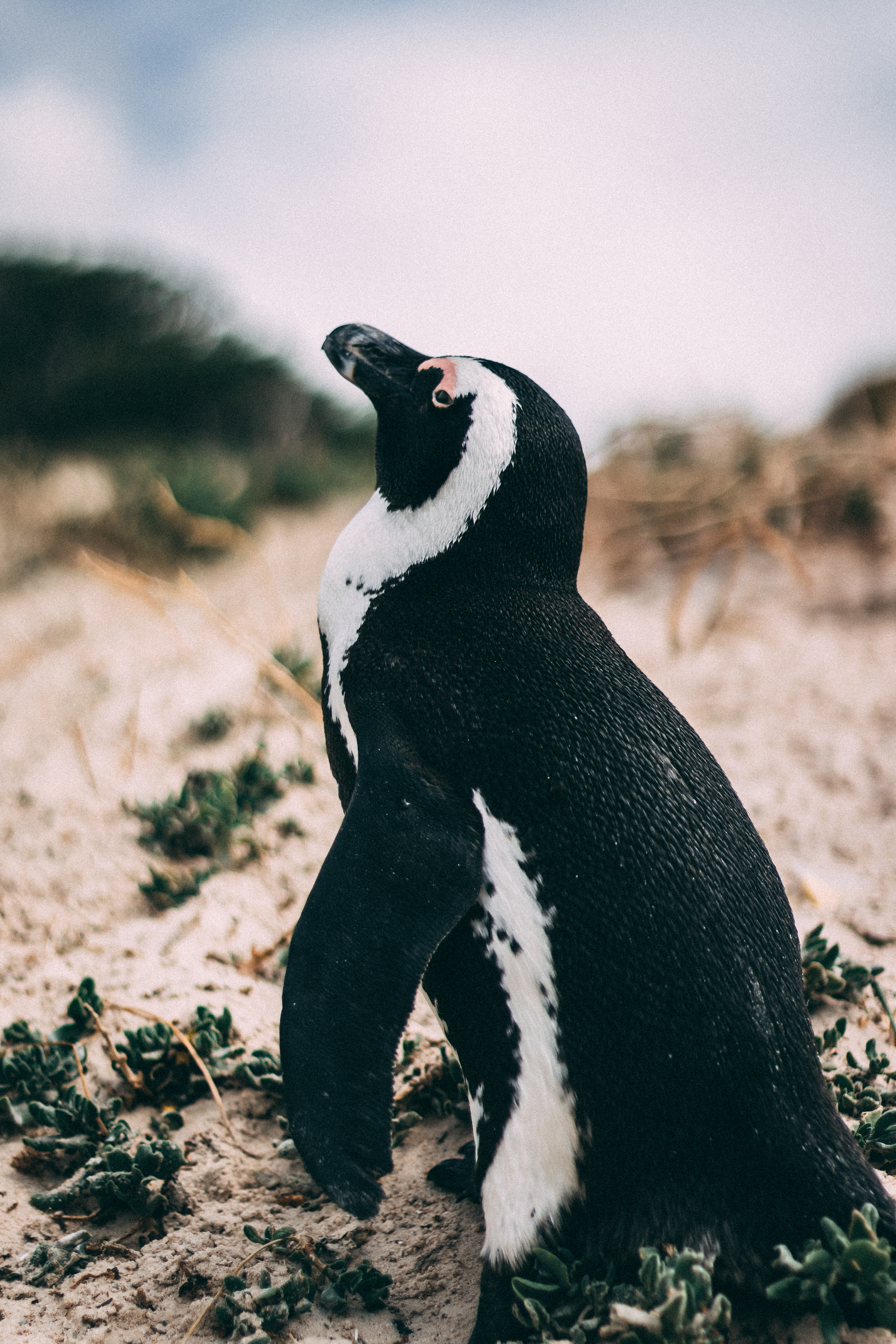 Boulders Beach (5/5)