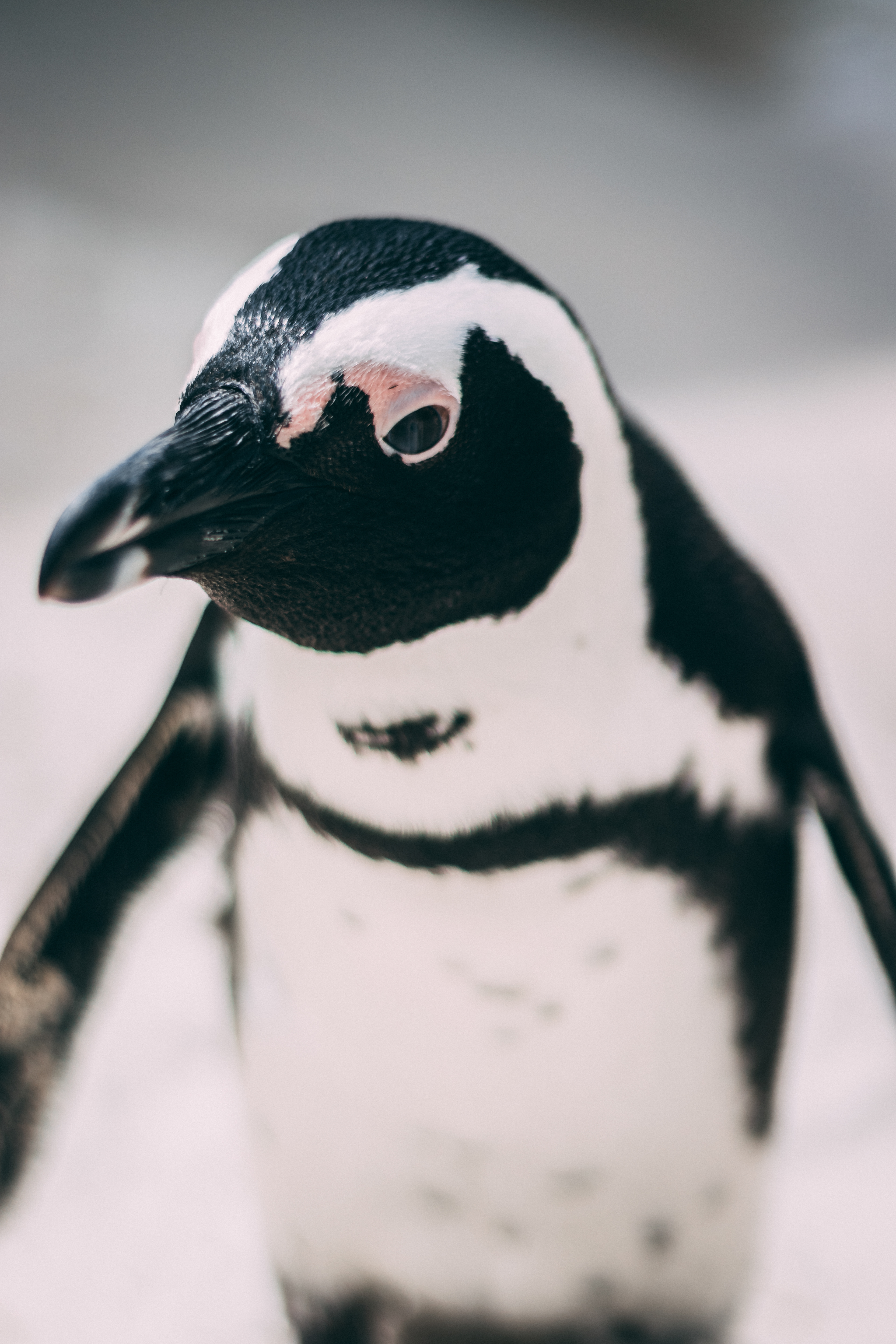 Boulders Beach (4/5)