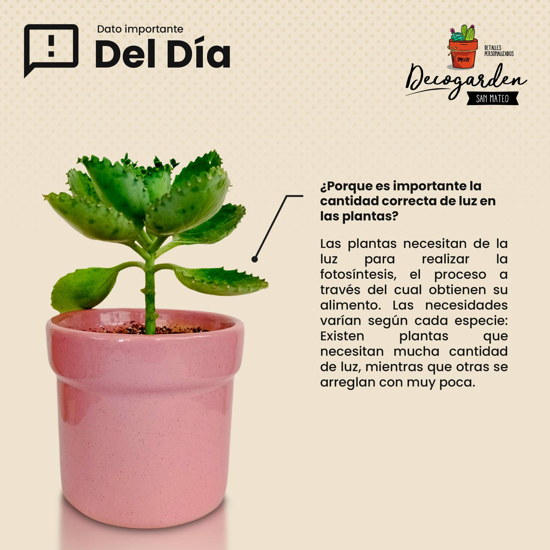 Decogarden San Mateo 2021©