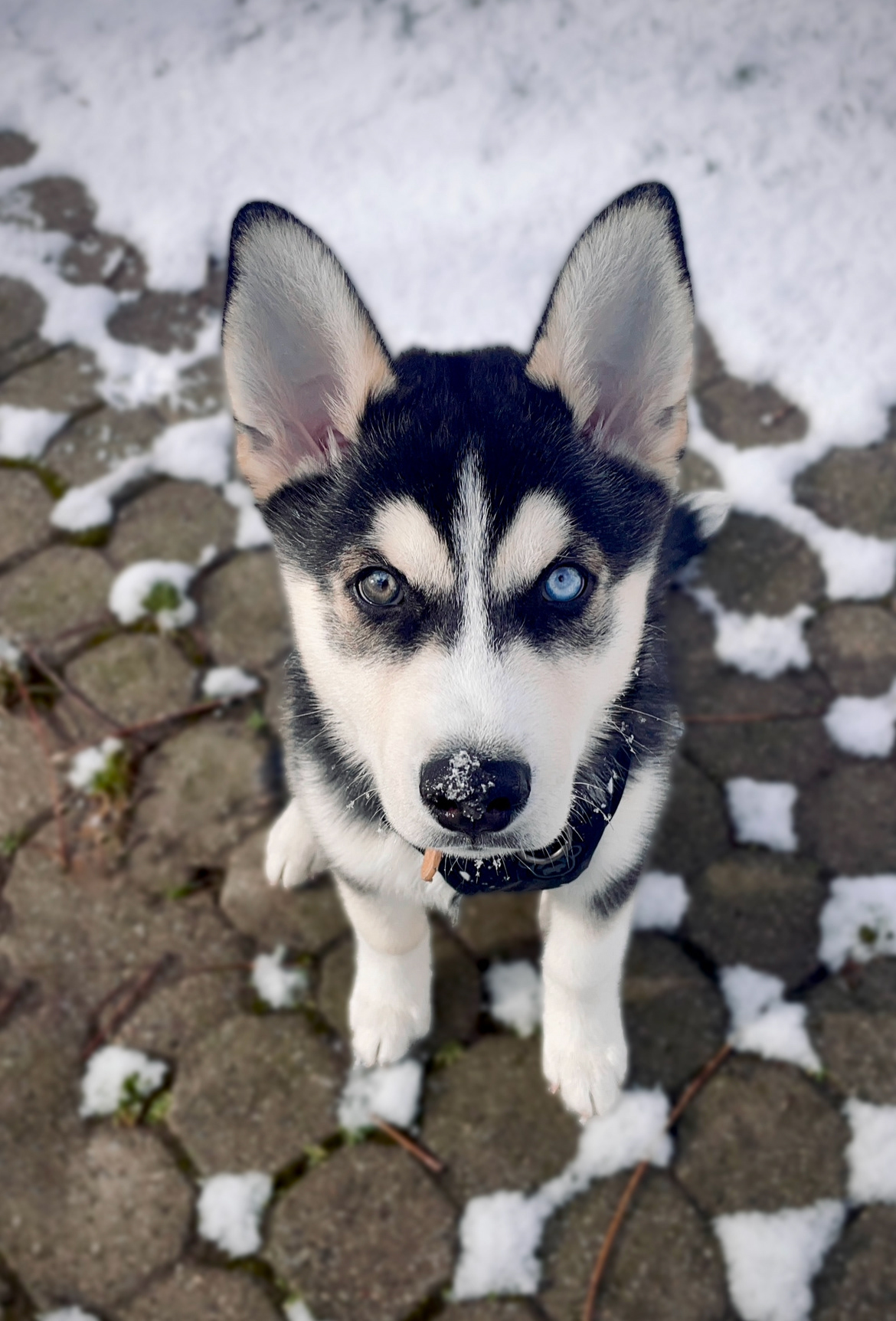 My puppy Shadow!