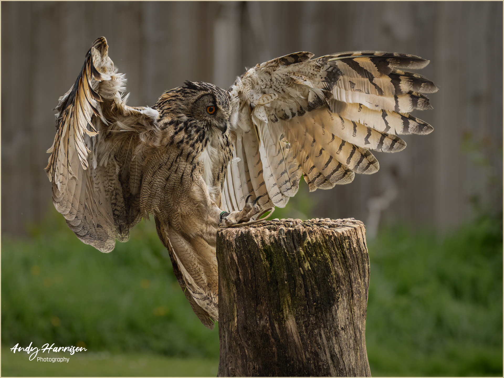 European Eagle owl
