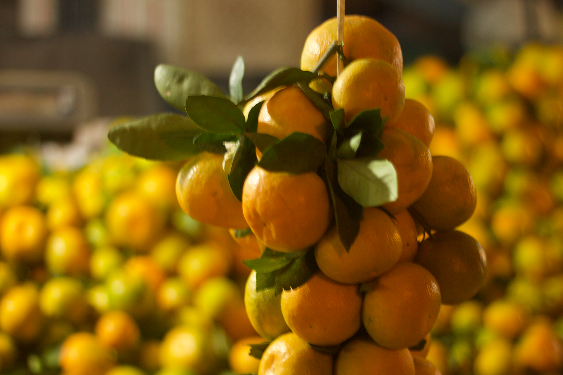 Freshly picked oranges on display at the farmers market