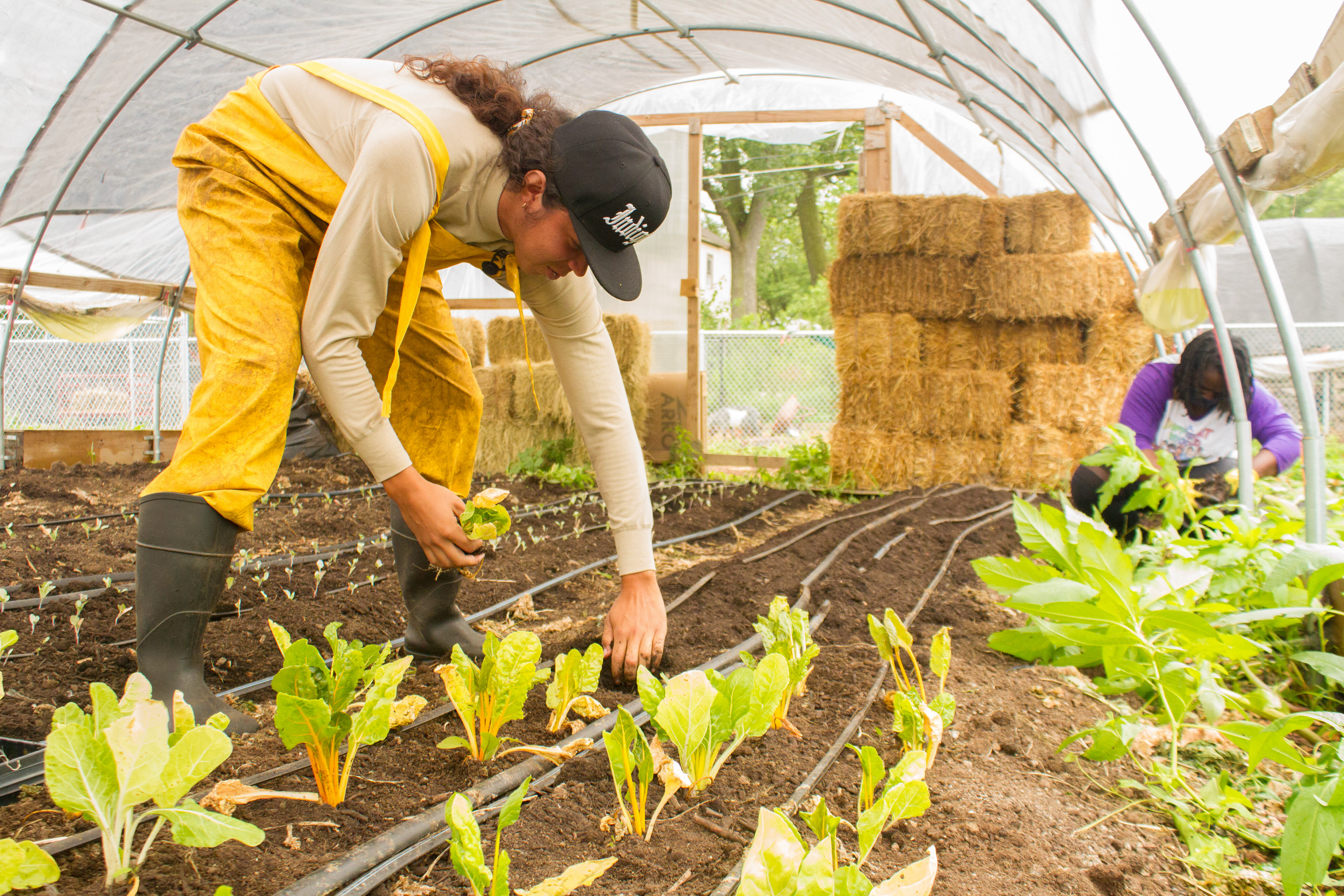 Land Steward at Urban Growers Collective transplanting some winter greens to provide food for the community.