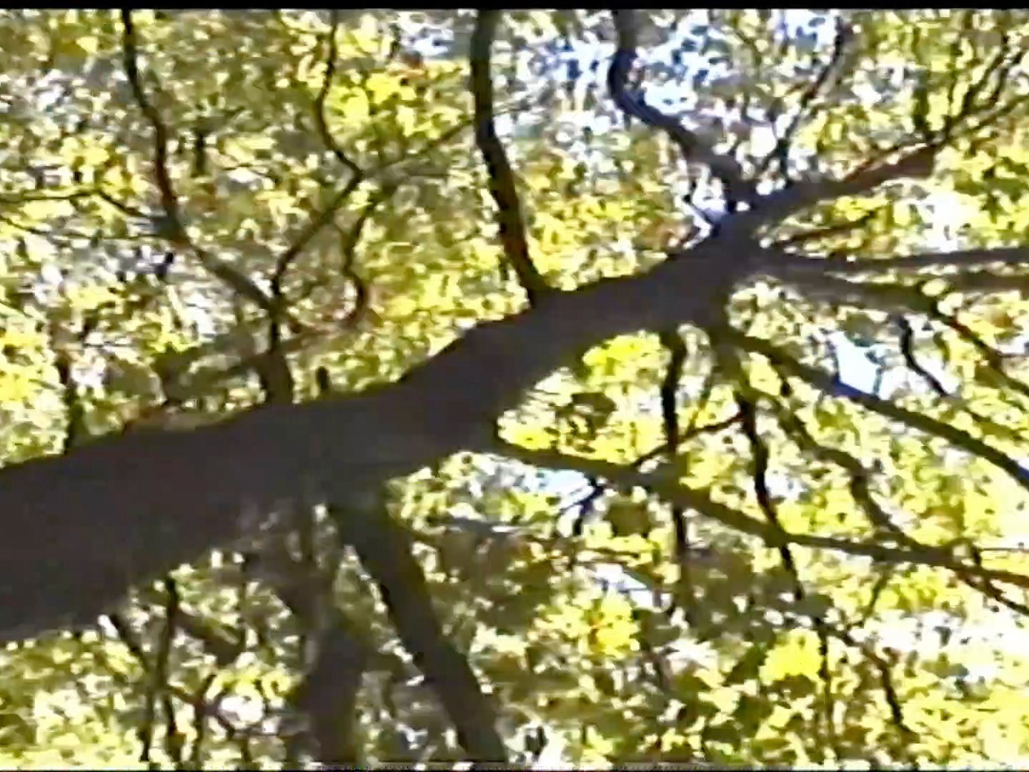 A still from the film The Rumination by alabamathirteen. A large tree looms overhead. The tree trunk runs diagonally across the screen from the bottom left corner, its branches reaching out like spiny fingers amongst the green leaves.