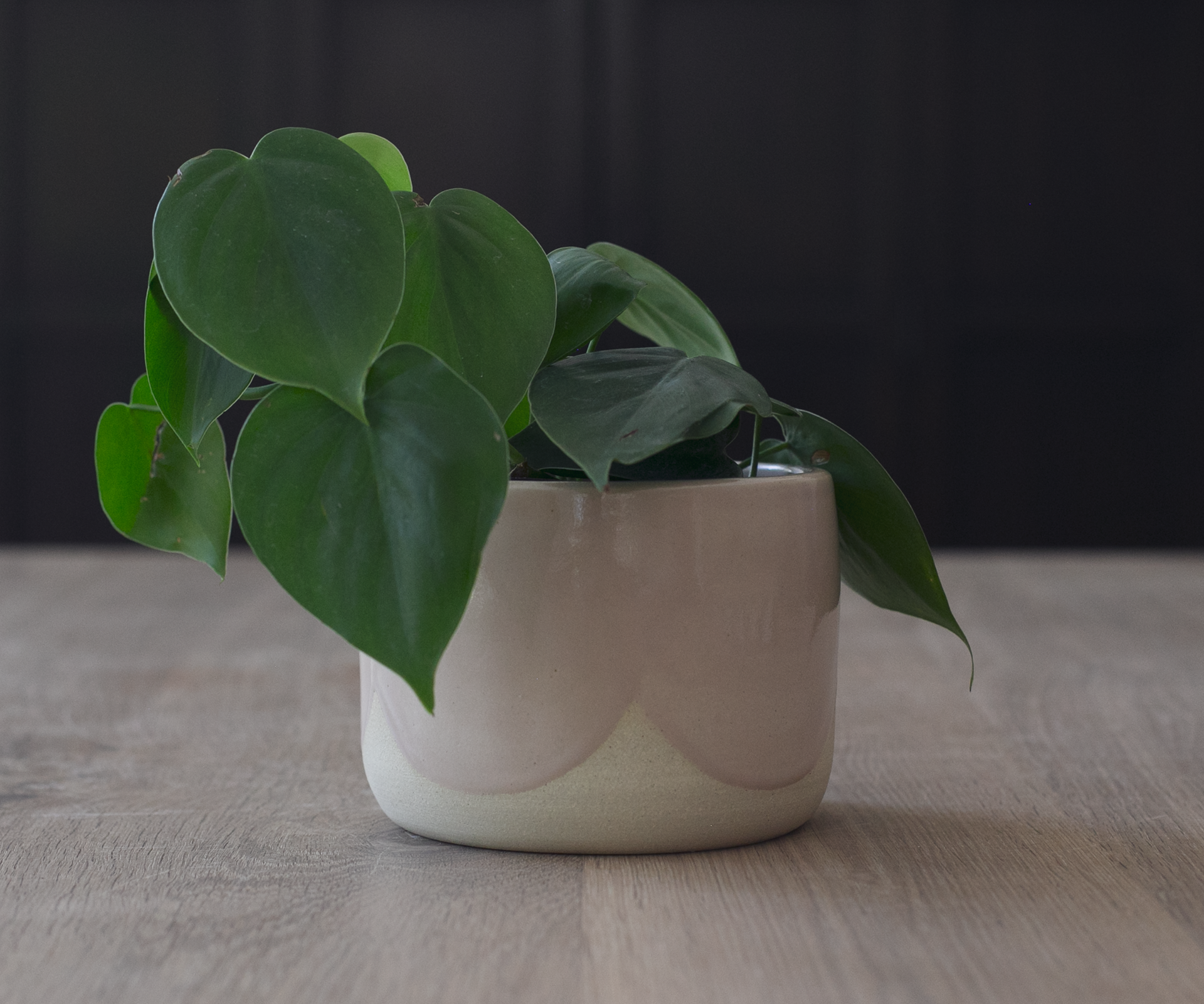 Pink Scallop Planter - $38