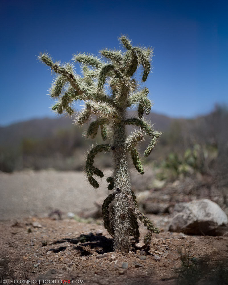 Saguaro National Park, Tucson