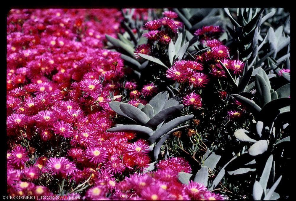 Huntington Library