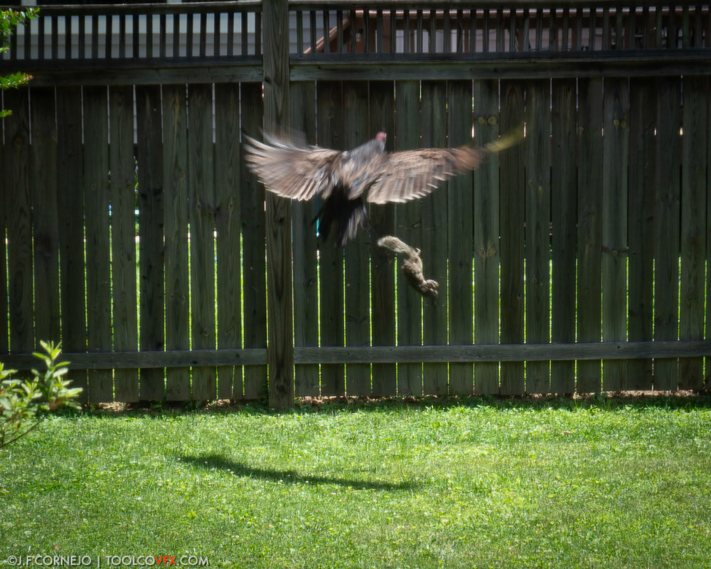 Turkey Vulture with Dead Squirrel