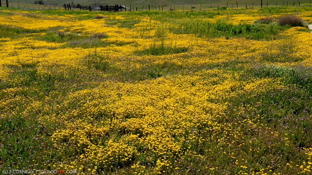 Carrizo Plain, CA