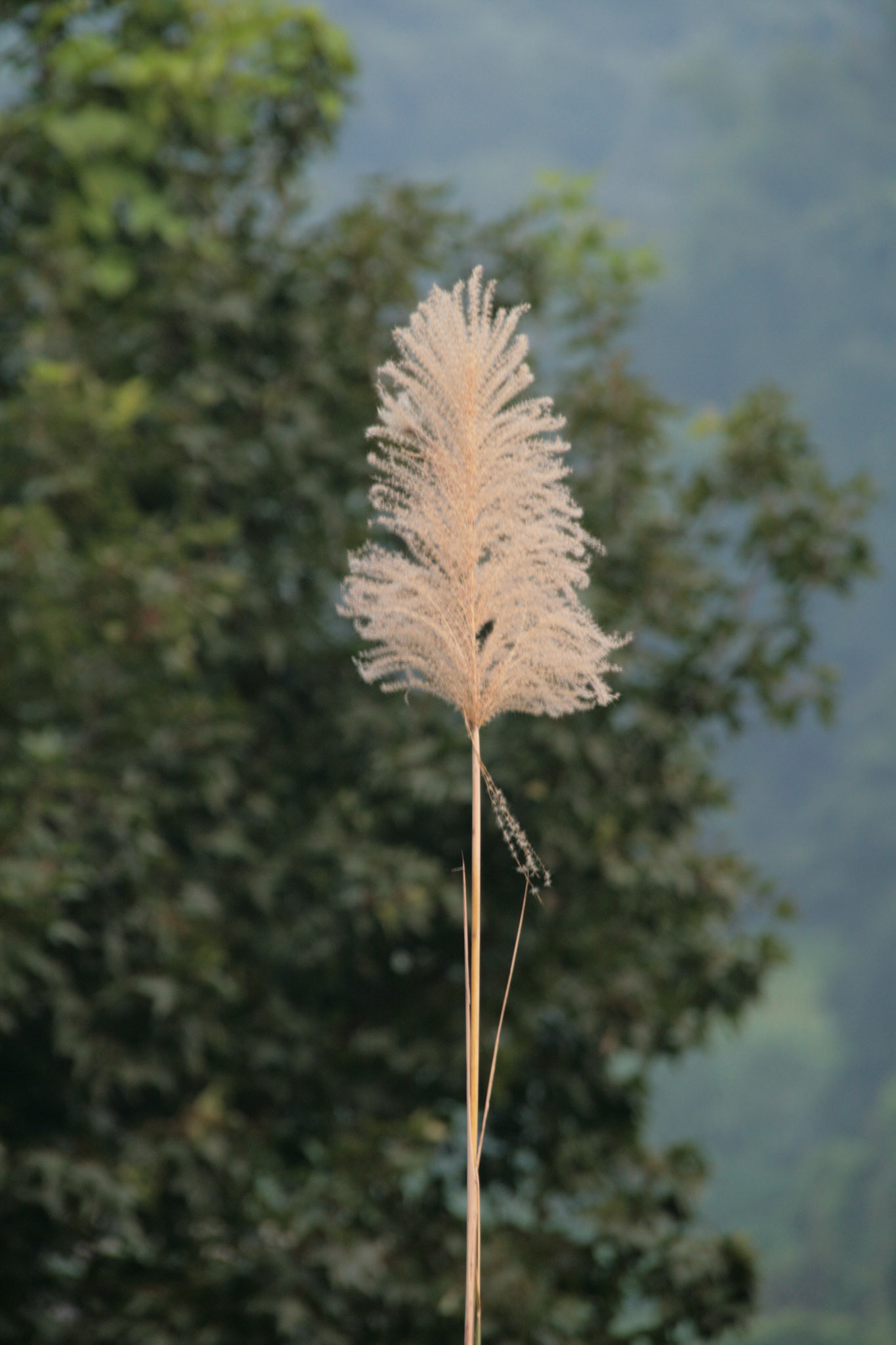 Shing Mun Country Park, Wilson Trail Stage 7