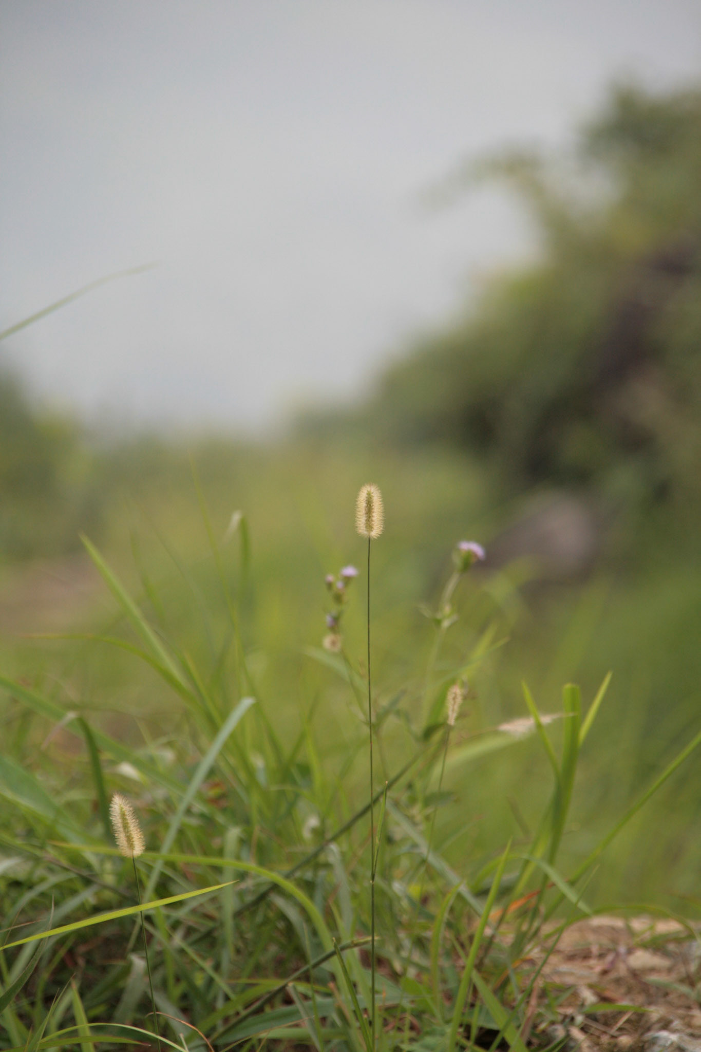 Shing Mun Country Park, Wilson Trail Stage 7