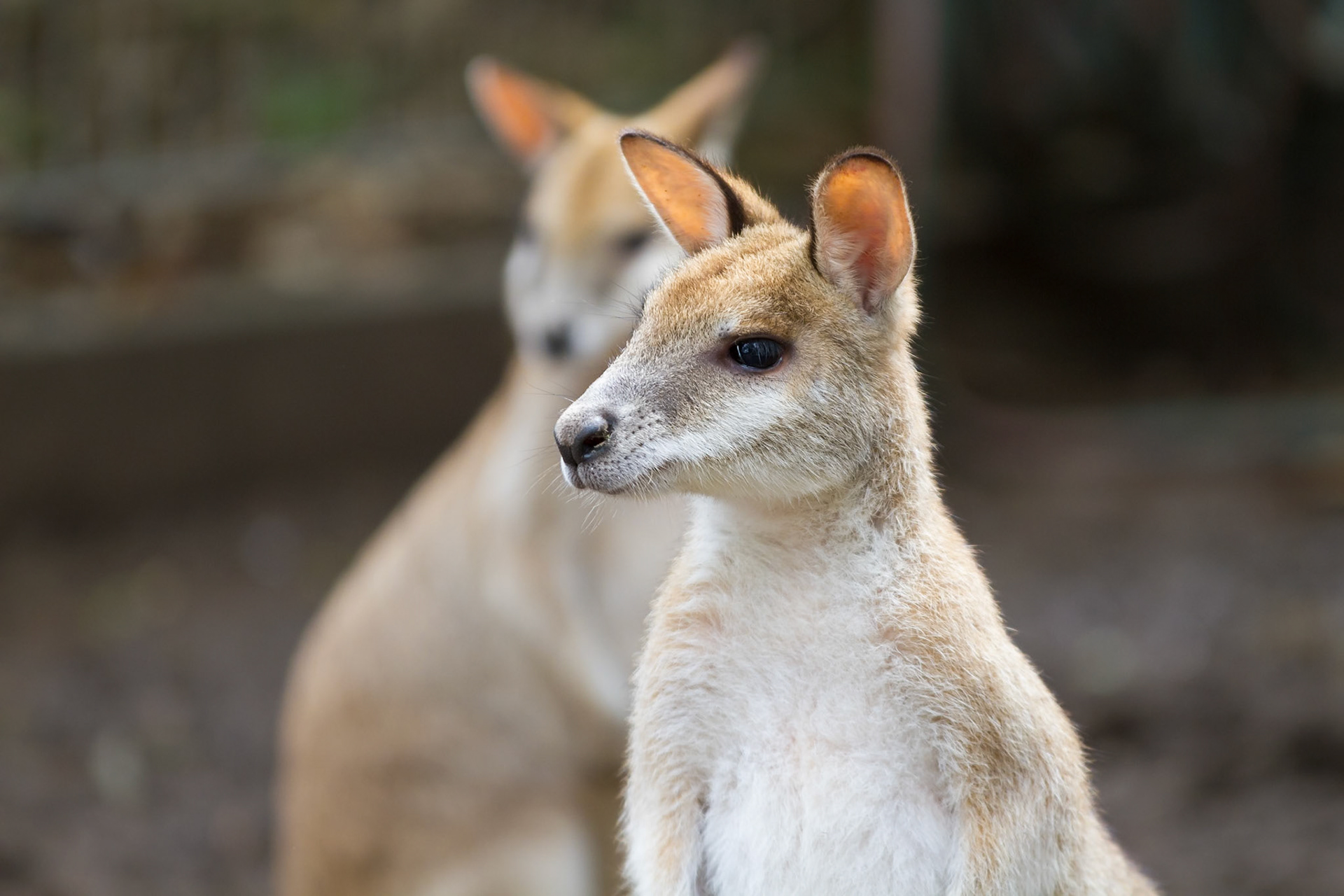 absolutely love the glowing ears