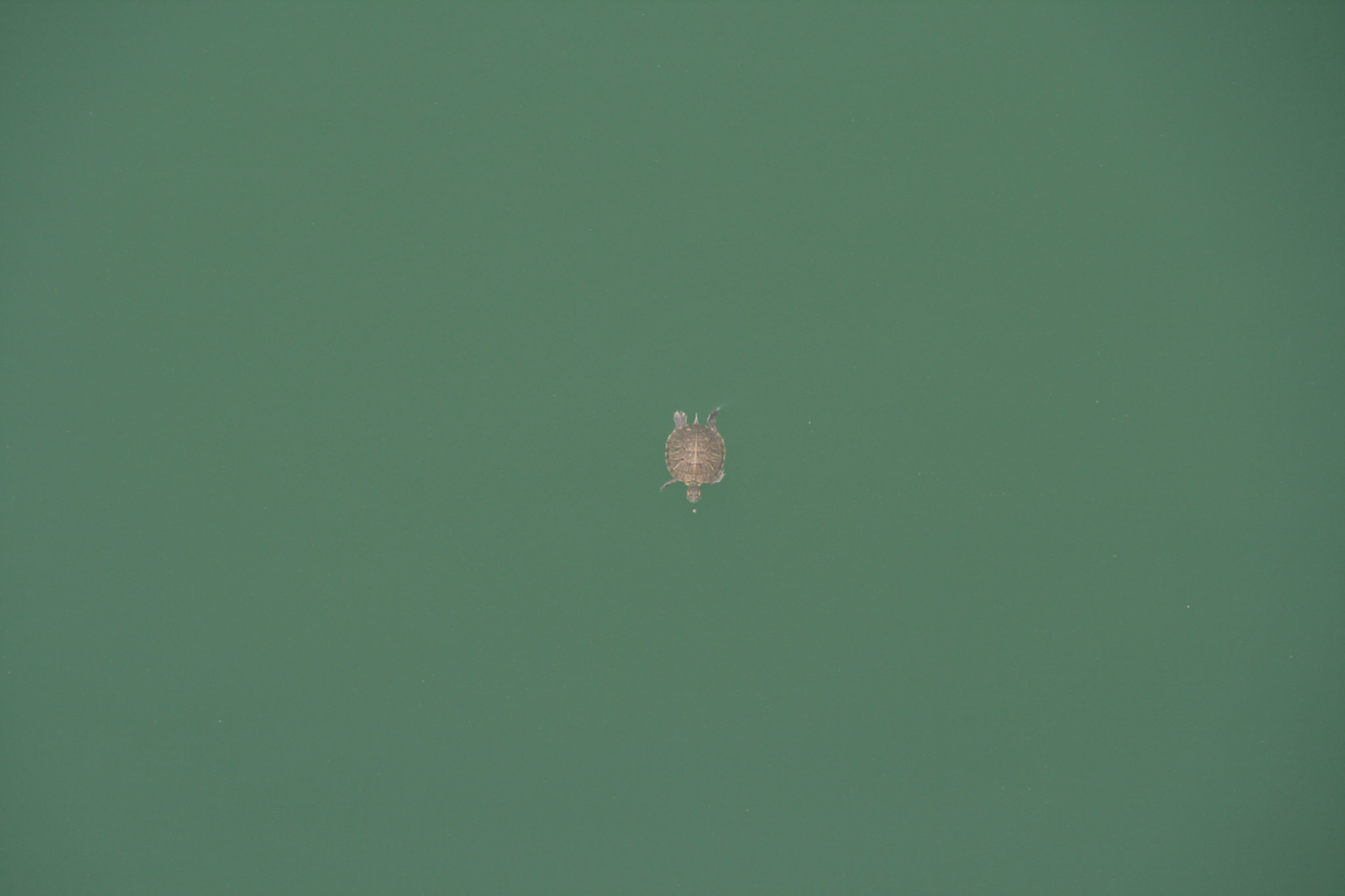 Shing Mun Country Park, Wilson Trail Stage 7, Shing Mun Reservoir, Turtle