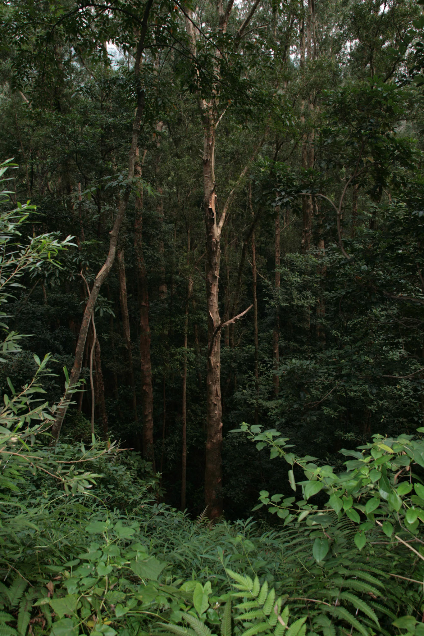 Shing Mun Country Park, Wilson Trail Stage 7
