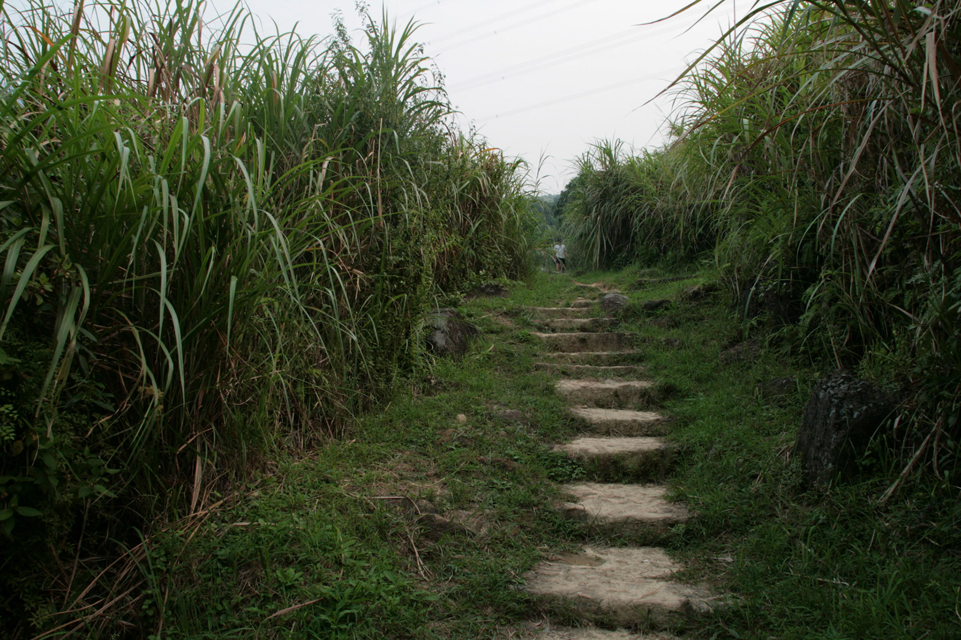 Shing Mun Country Park, Wilson Trail Stage 7