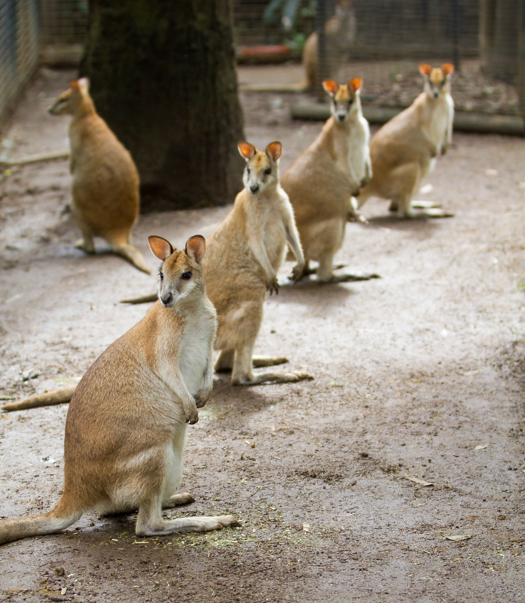 four in a mob, and one on the guard