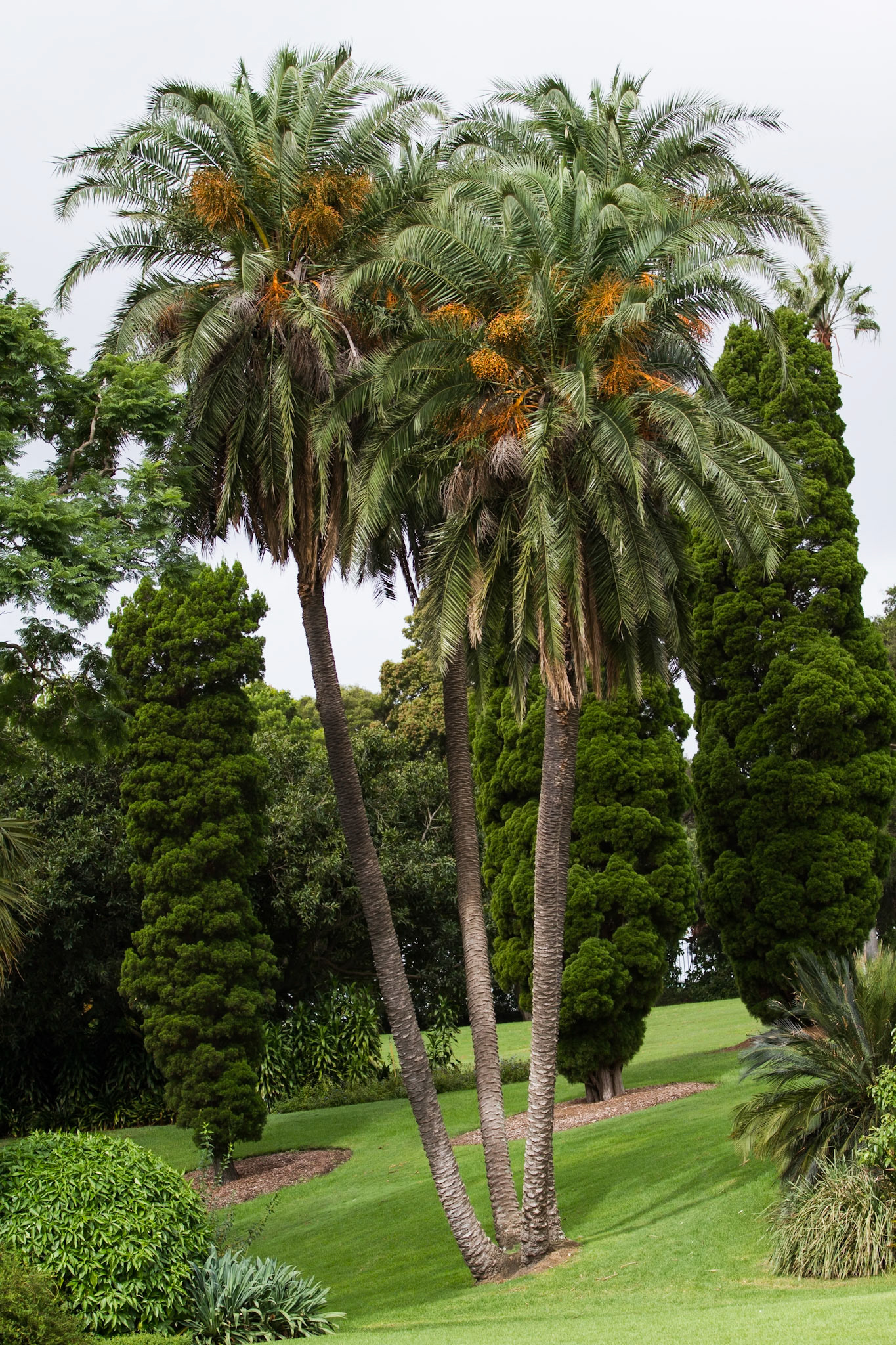 always ready to play cricket in Australia