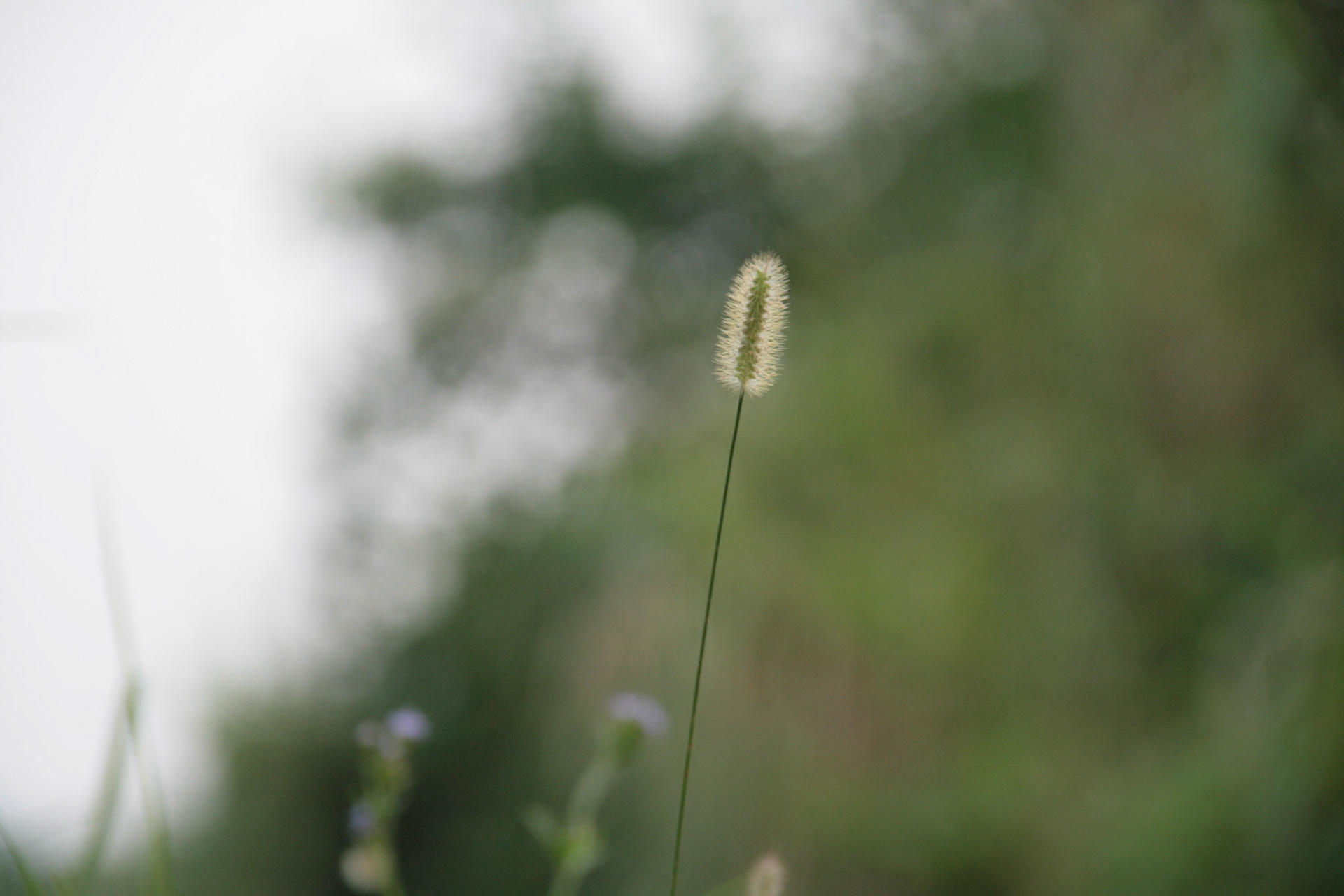 Shing Mun Country Park, Wilson Trail Stage 7