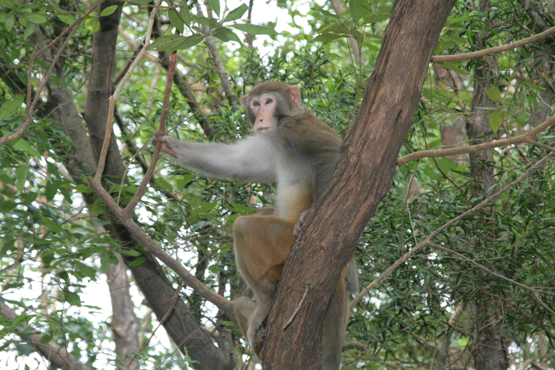 Shing Mun Country Park, Wilson Trail Stage 7, Monkey