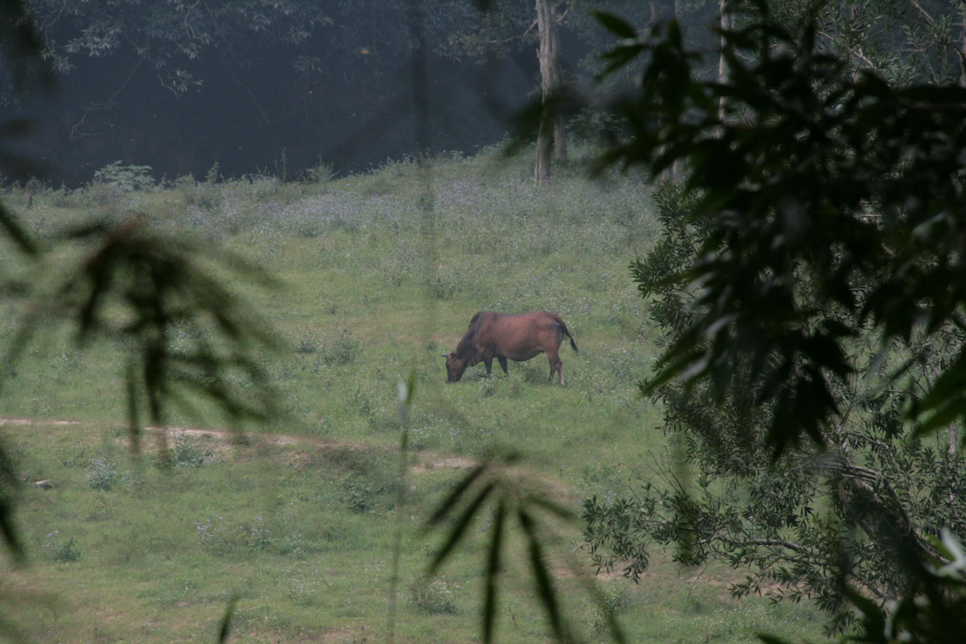 Shing Mun Country Park, Wilson Trail Stage 7, Cow