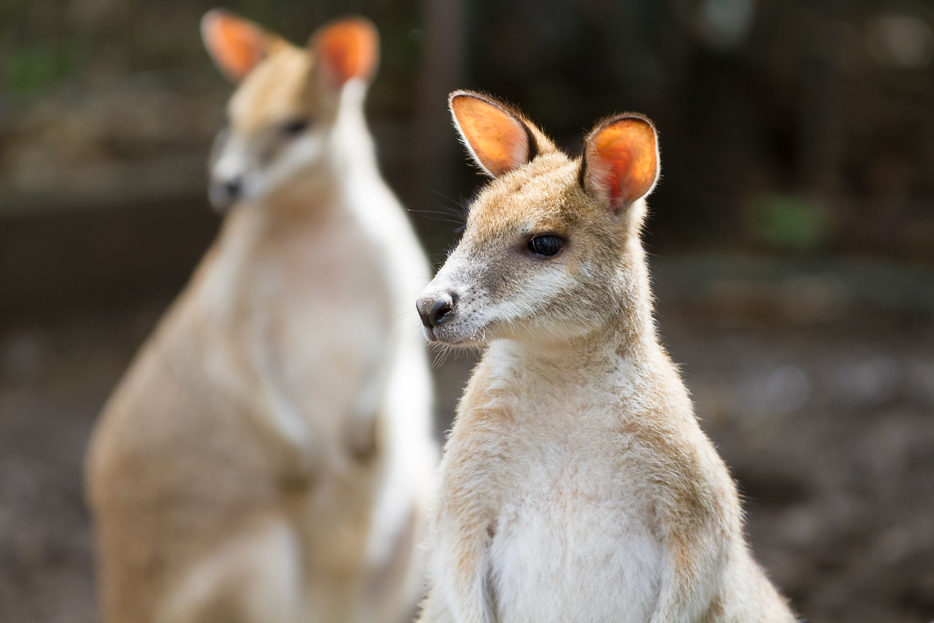 absolutely love the glowing ears