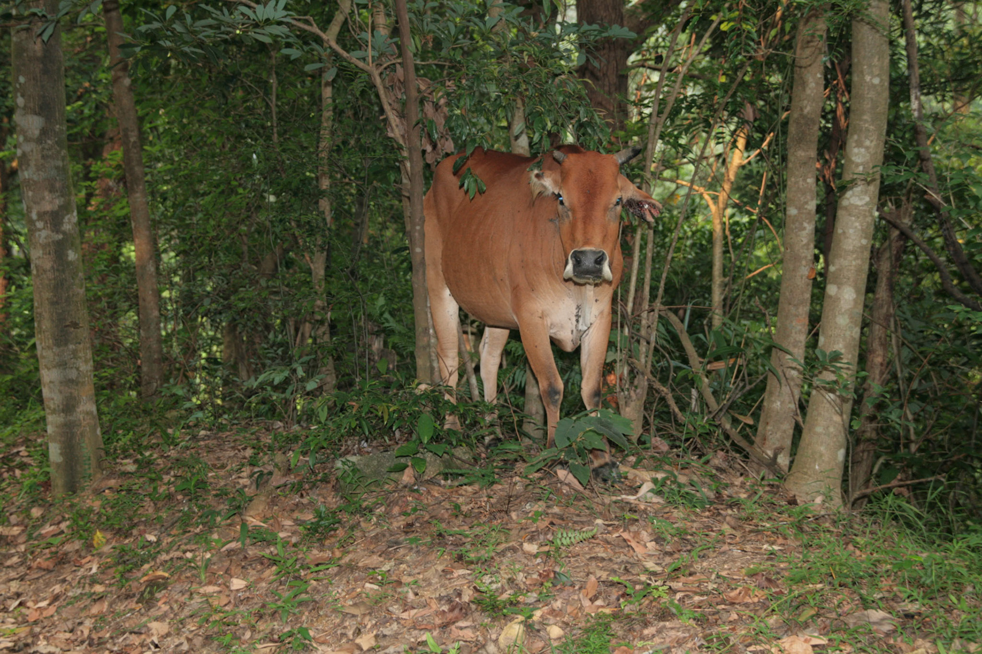 Shing Mun Country Park, Wilson Trail Stage 7, Cow