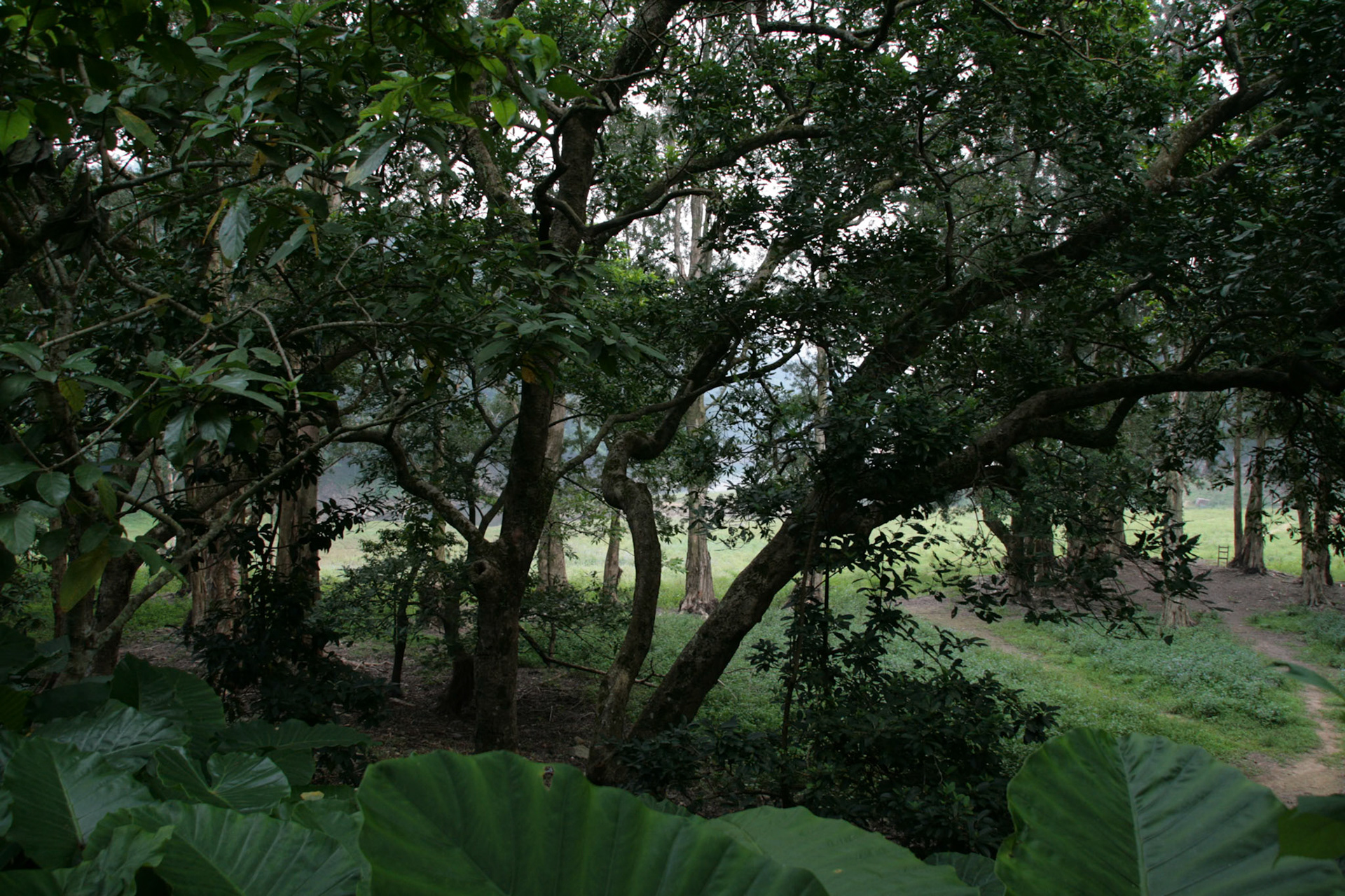 Shing Mun Country Park, Wilson Trail Stage 7