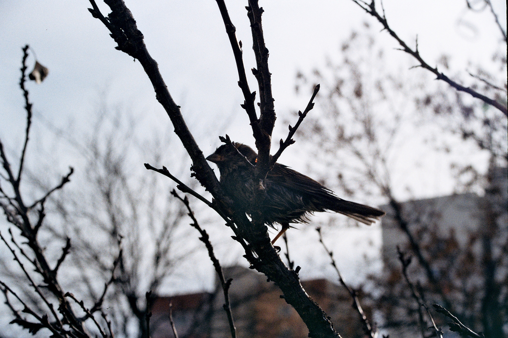 A sparow