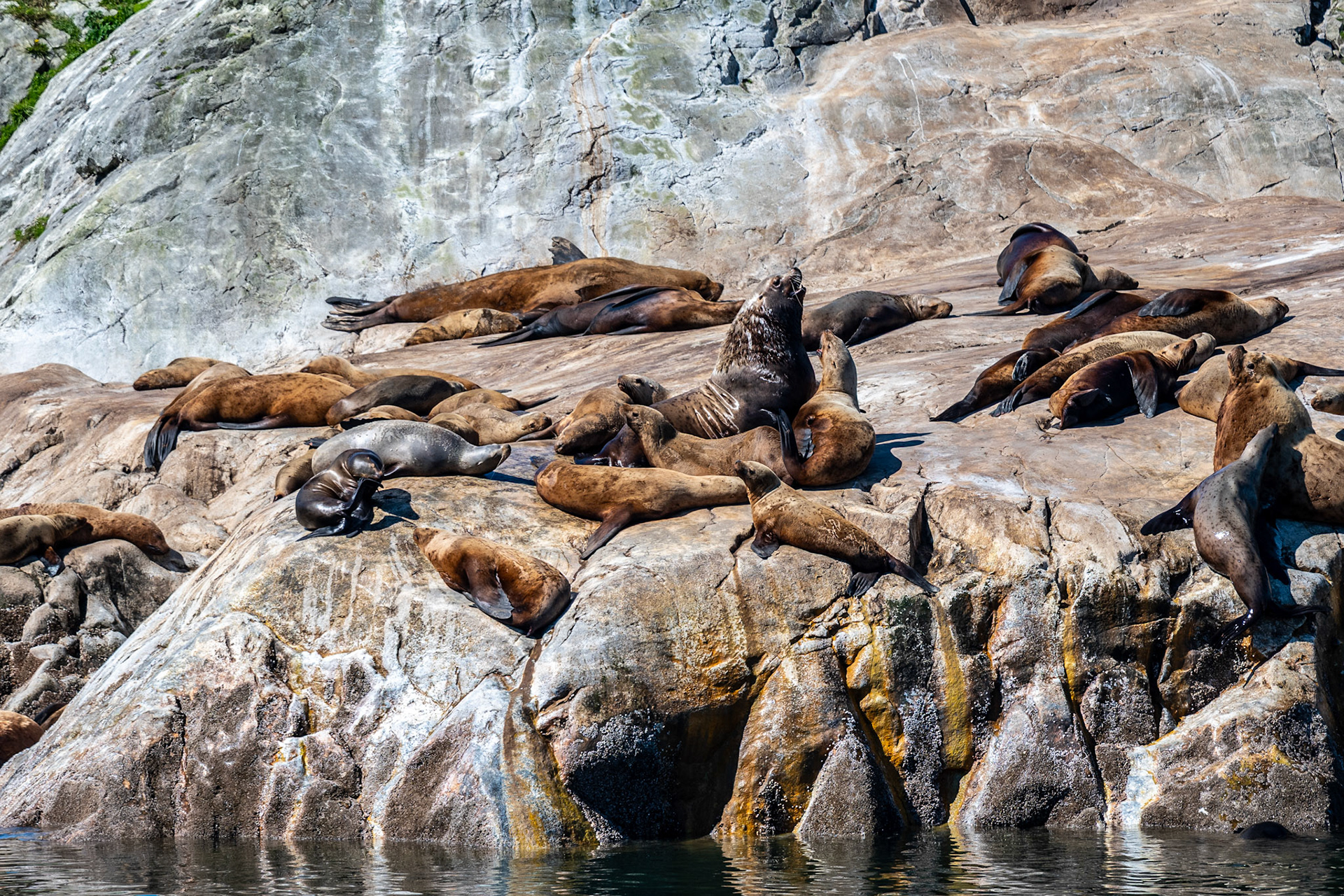 Sealions Galore