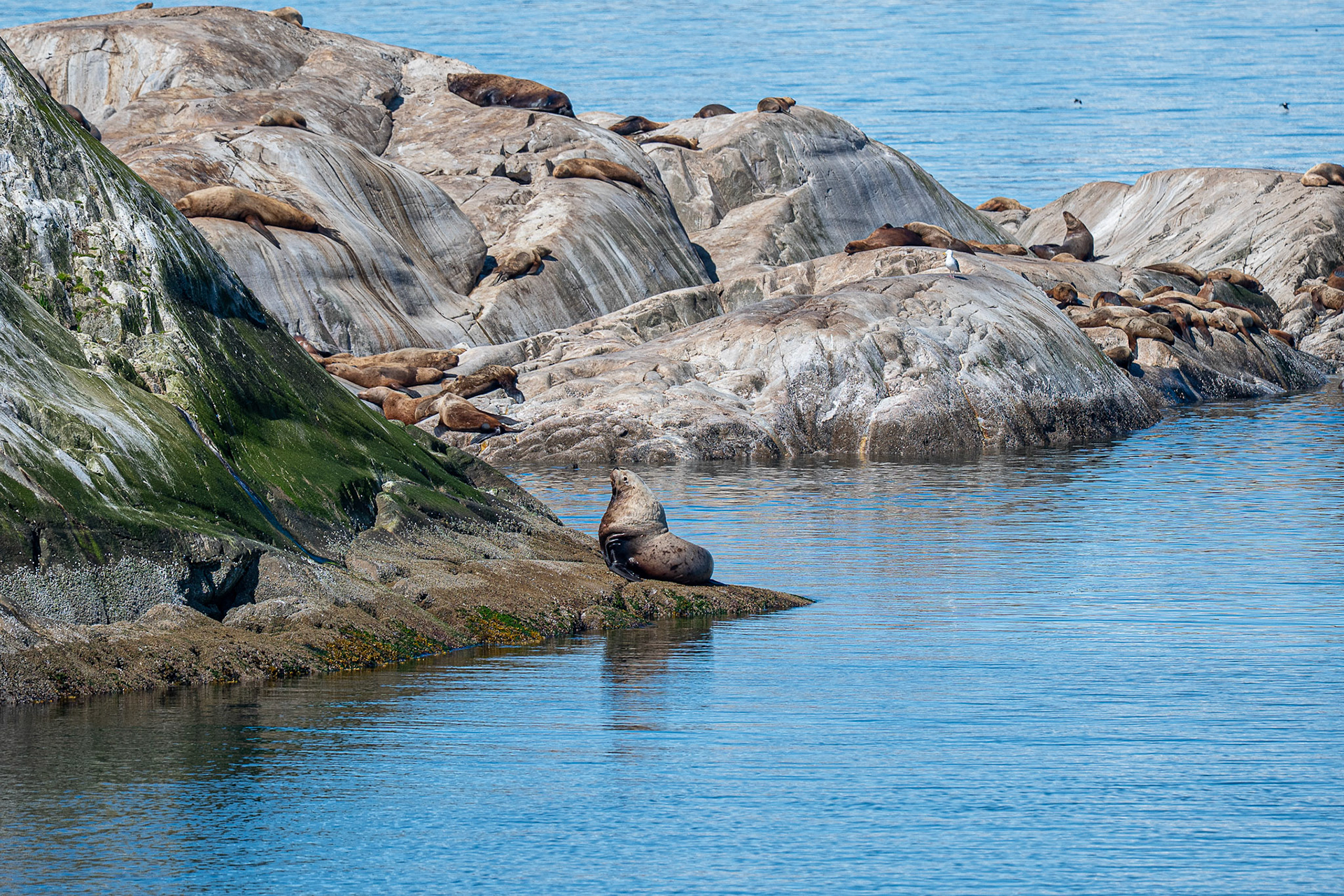 More Sealions
