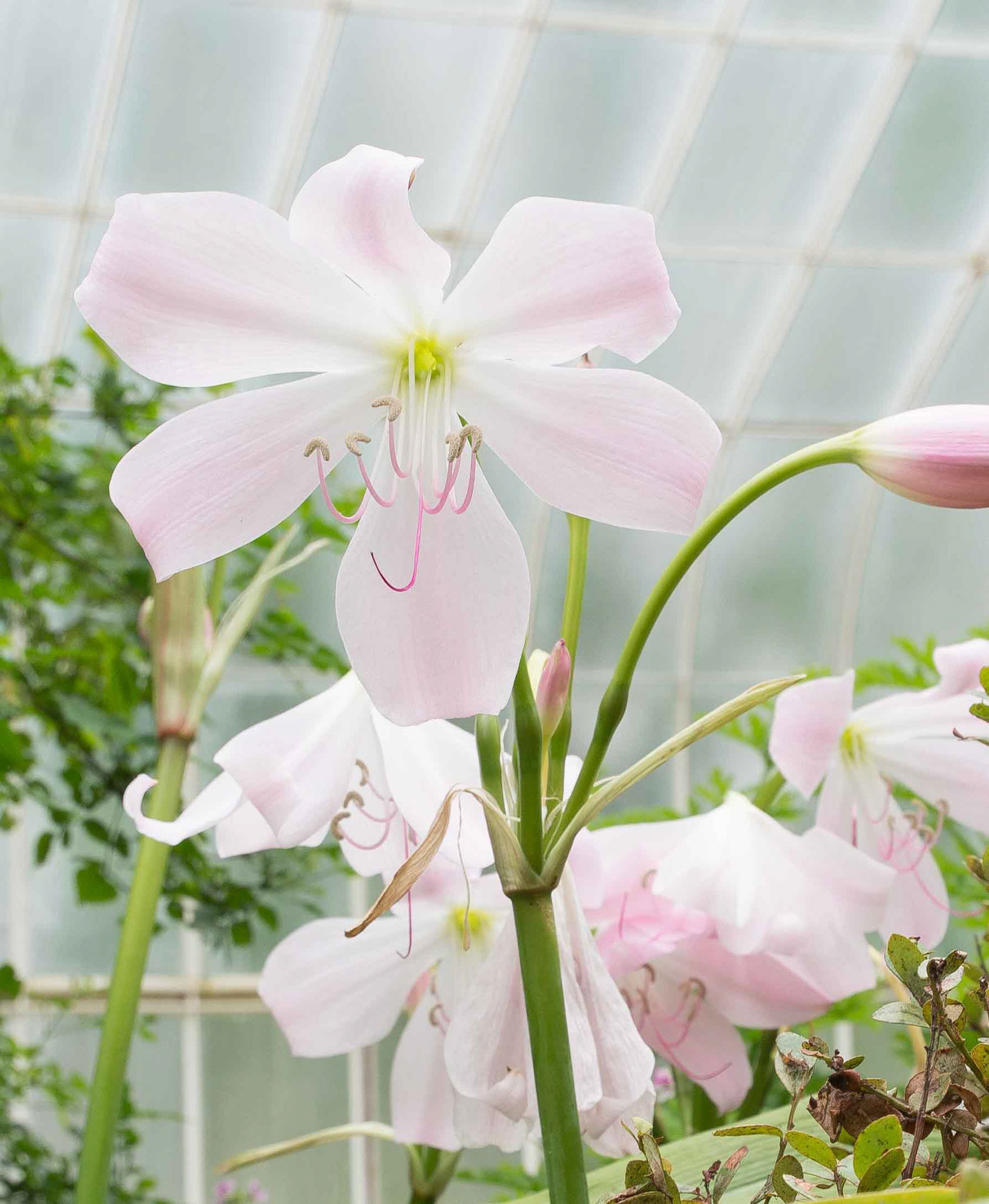 Glasgow Botanic Gardens