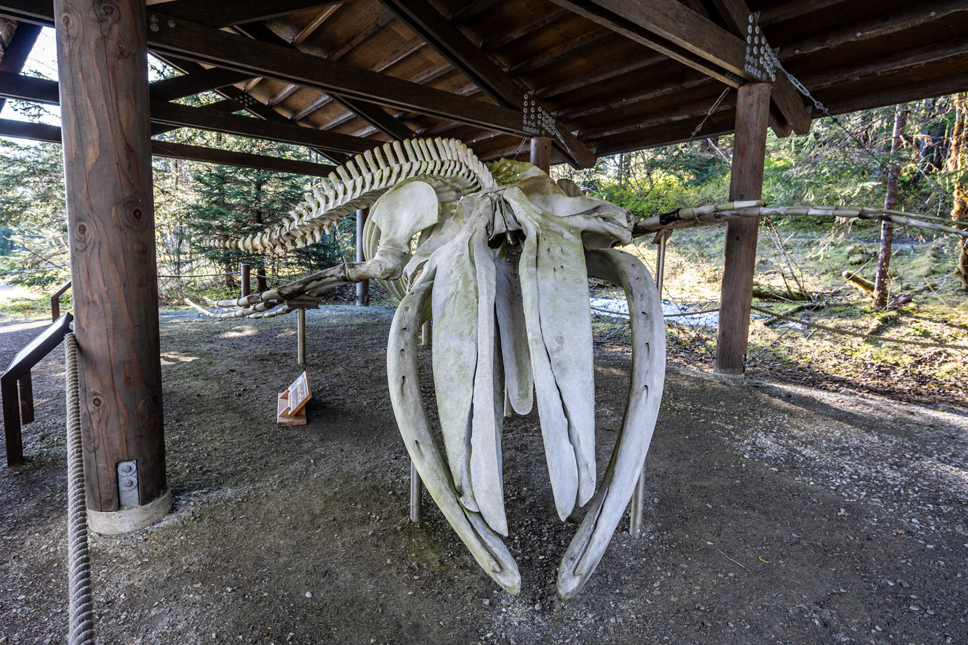 Whale Skeleton