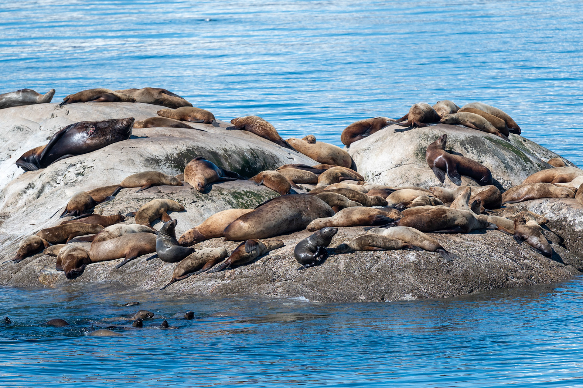 Sealions
