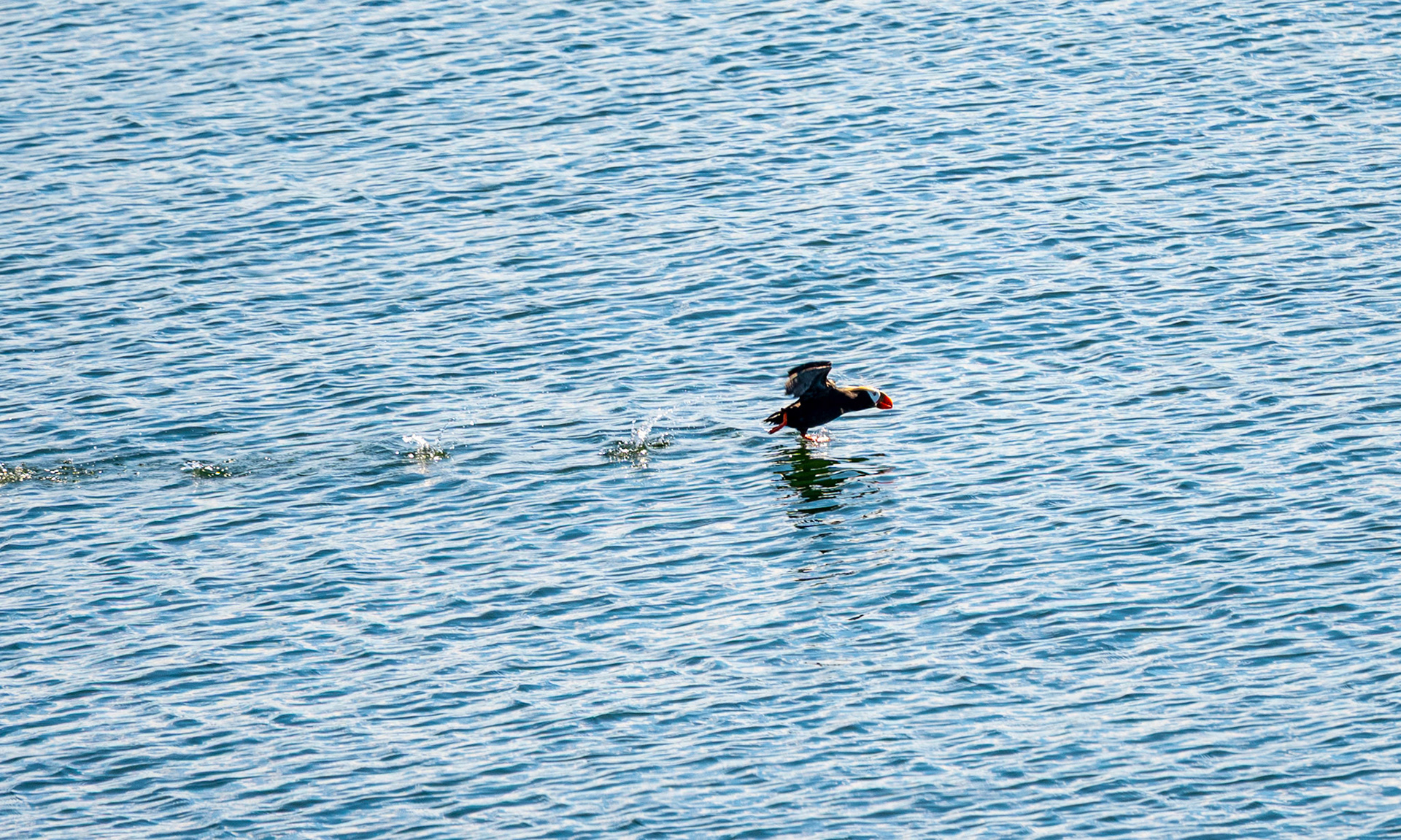 Puffin Skipping Along