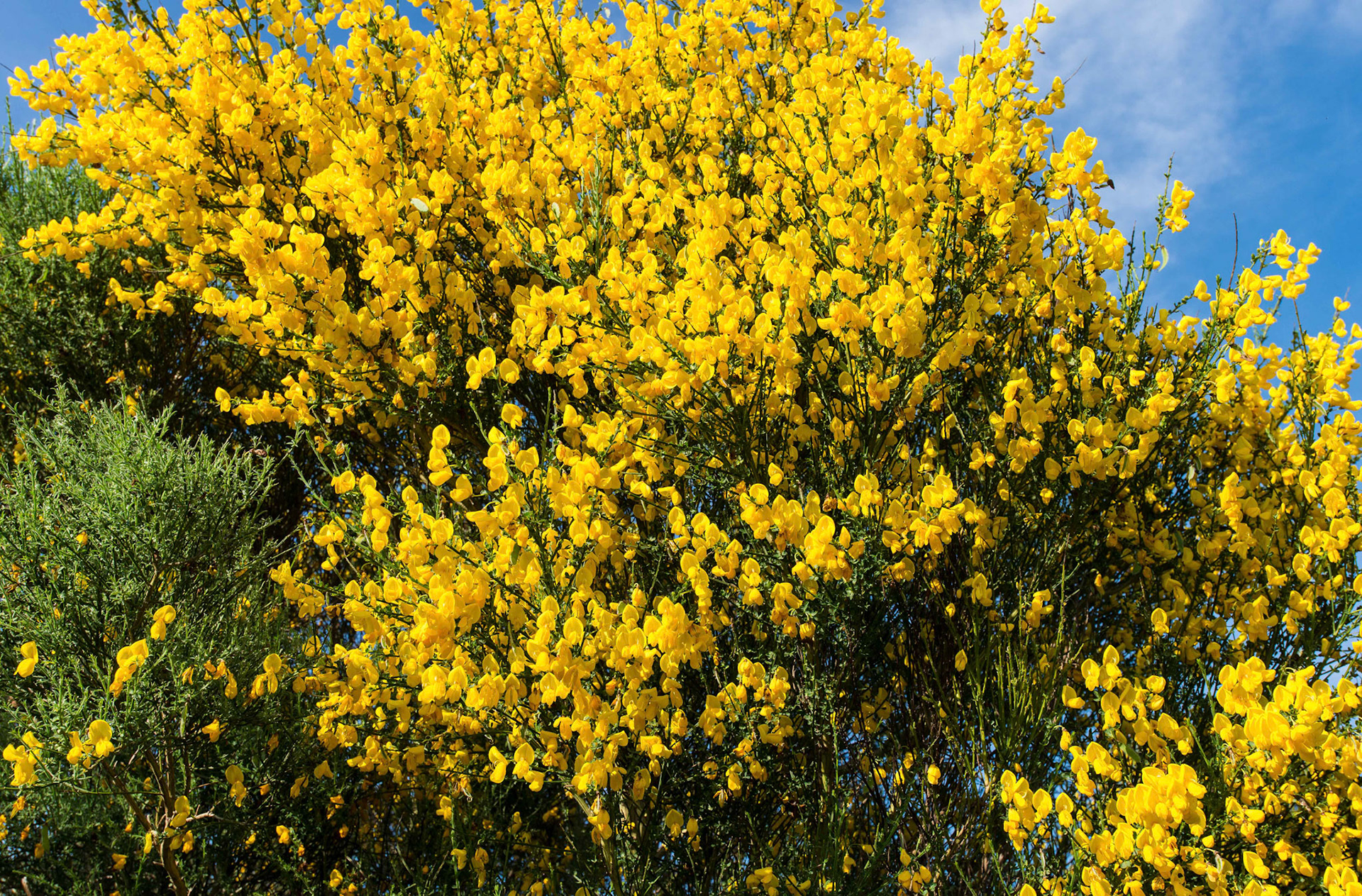 Scotch Broom 