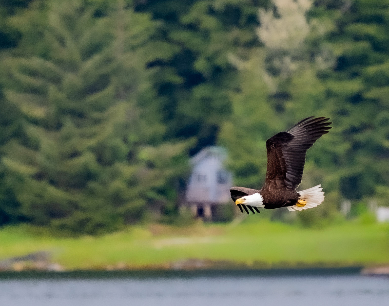 So Many Eagles!