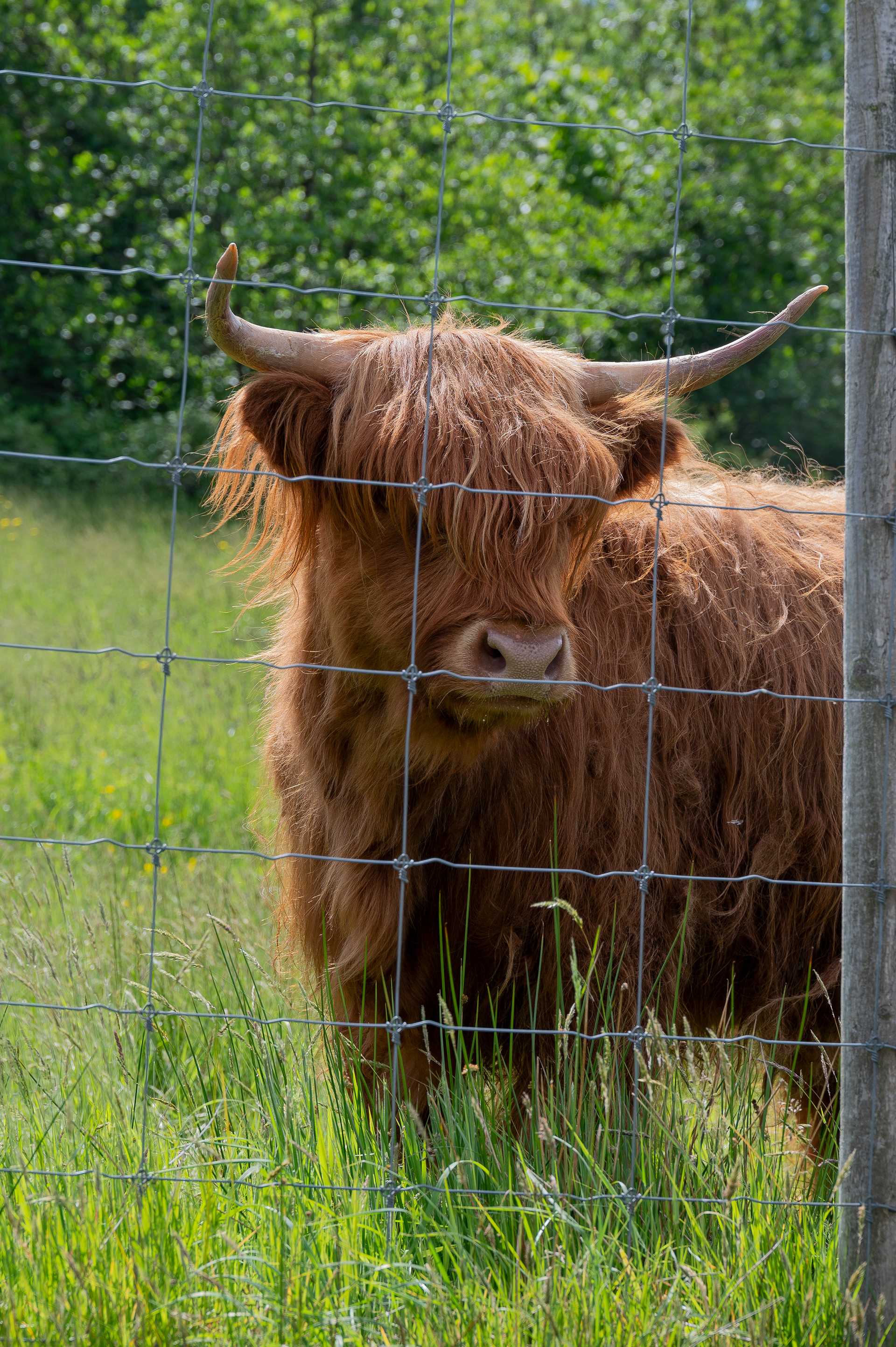 Highland "Coo"