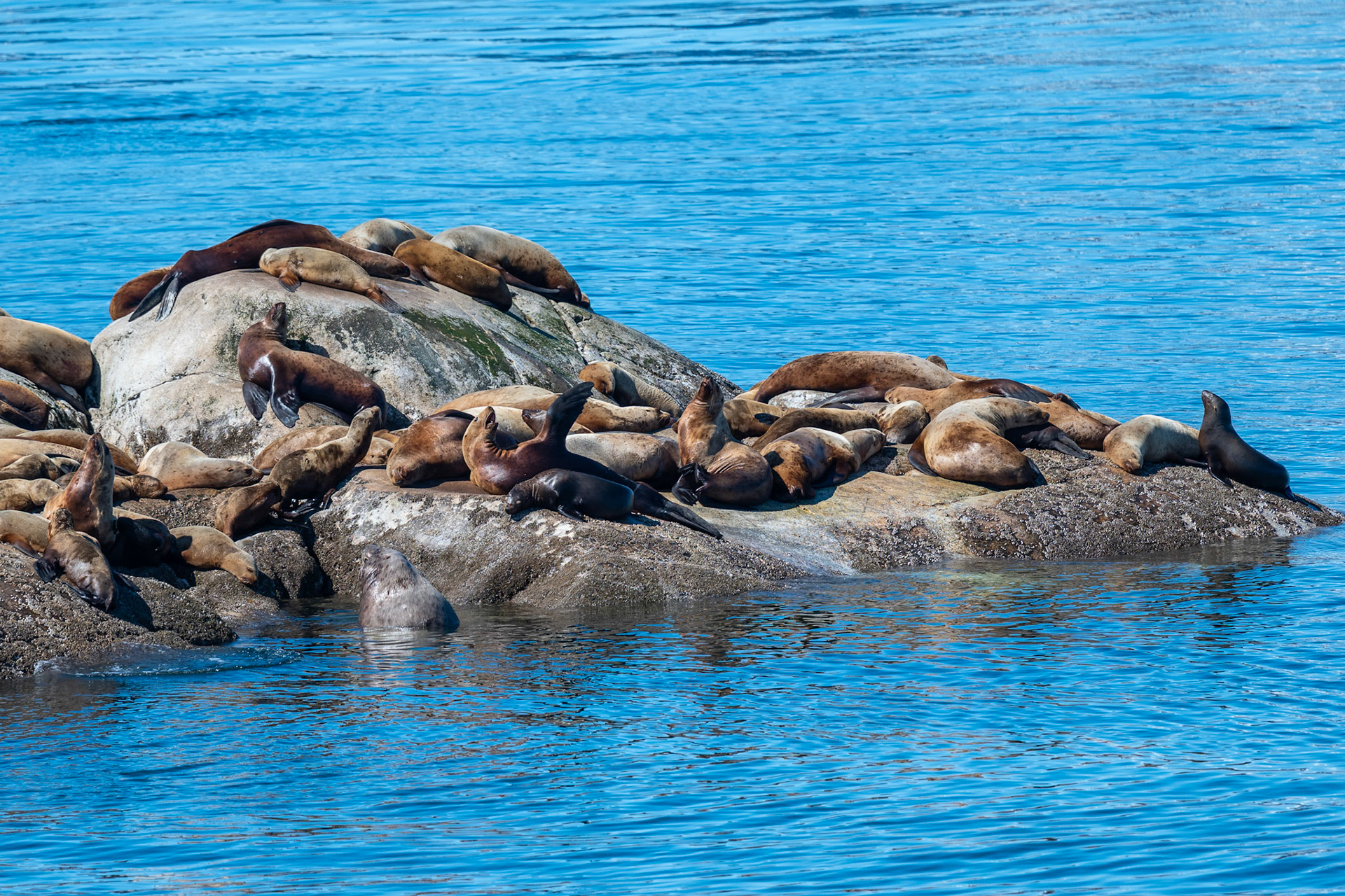 Sealions