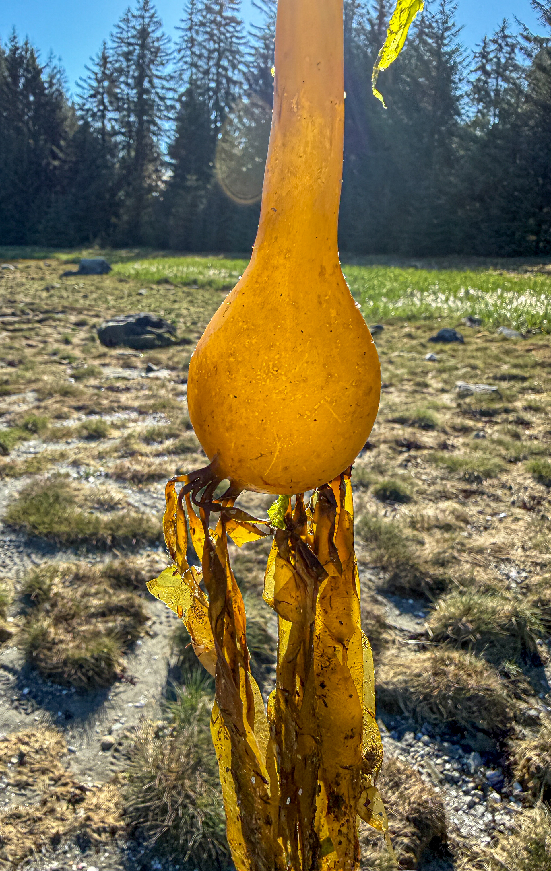 Kelp from our Zodiak Excursion