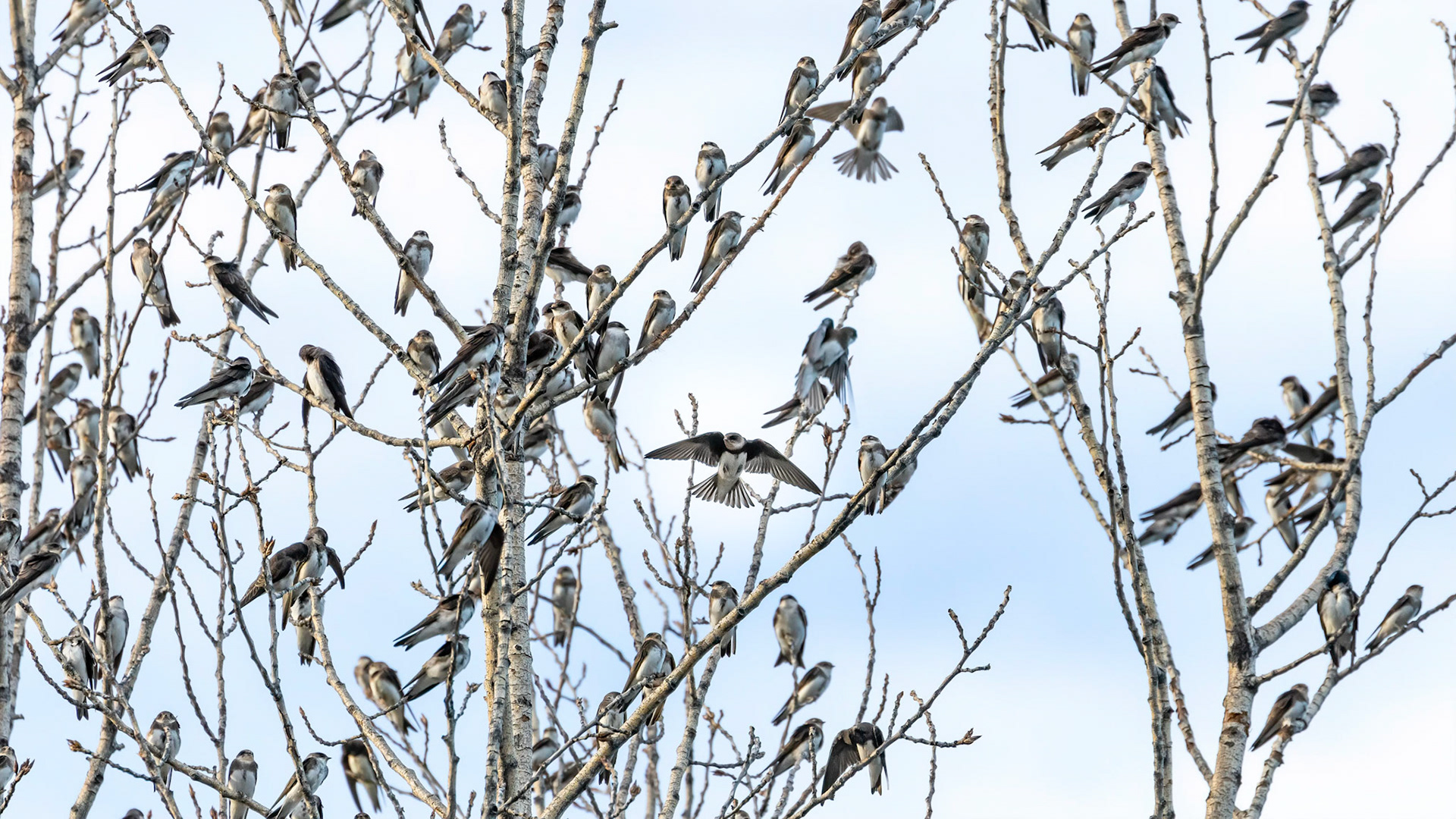 Northern Rough-winged Swallows (Stelgidopteryz serripennis) in Omak, Washington
