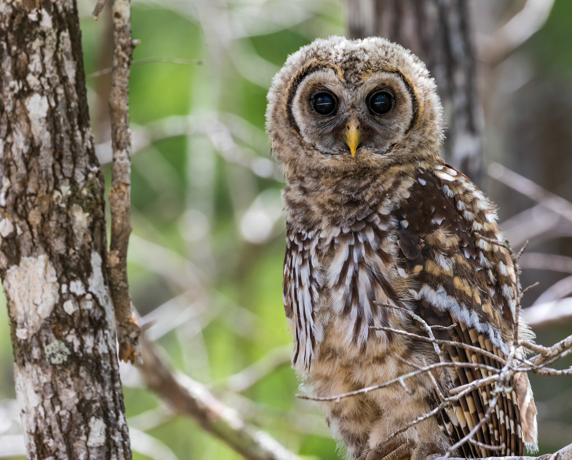 Juvenile Barred Owl (Strix varia) near Cedar Key, Florida