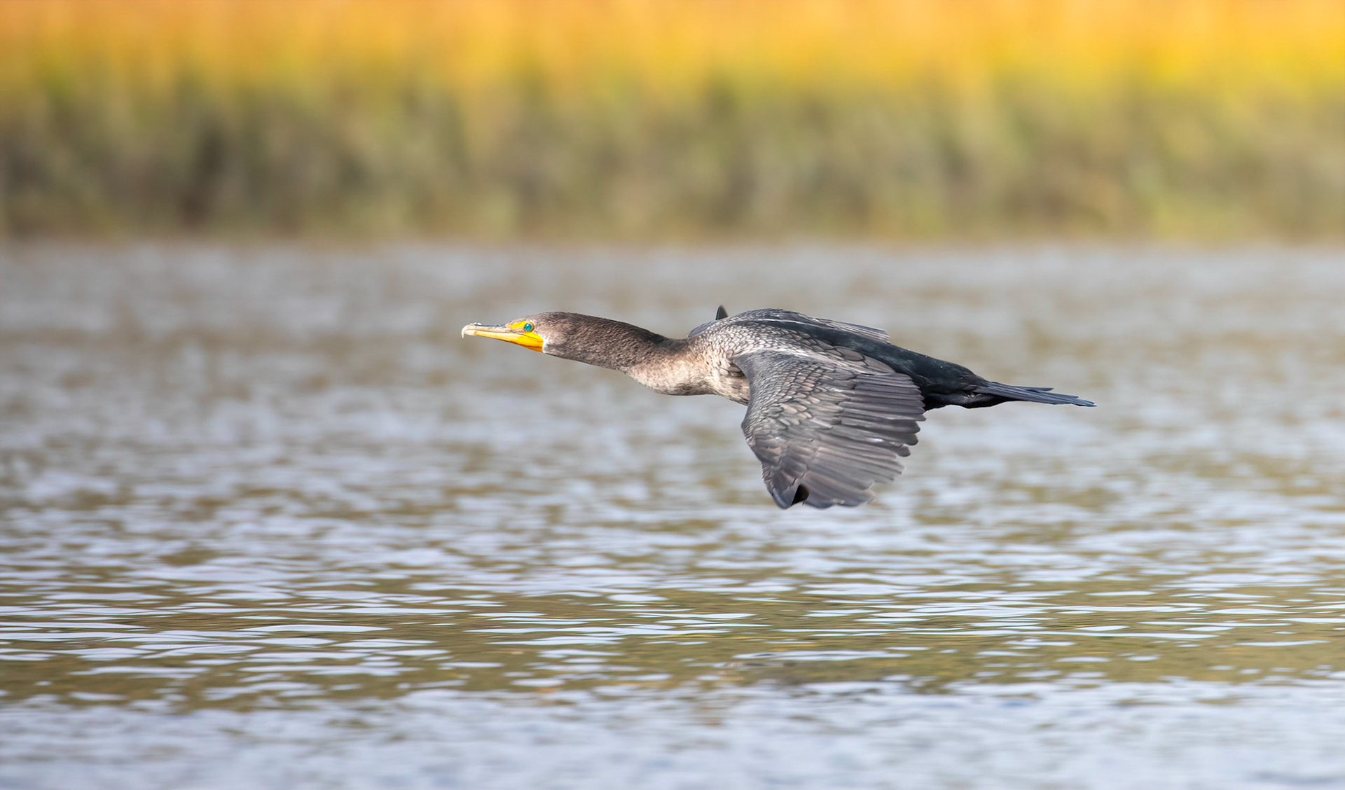 A double-crested cormorant (Phalacrocorax auritus) flying just above the water on the Guana River.