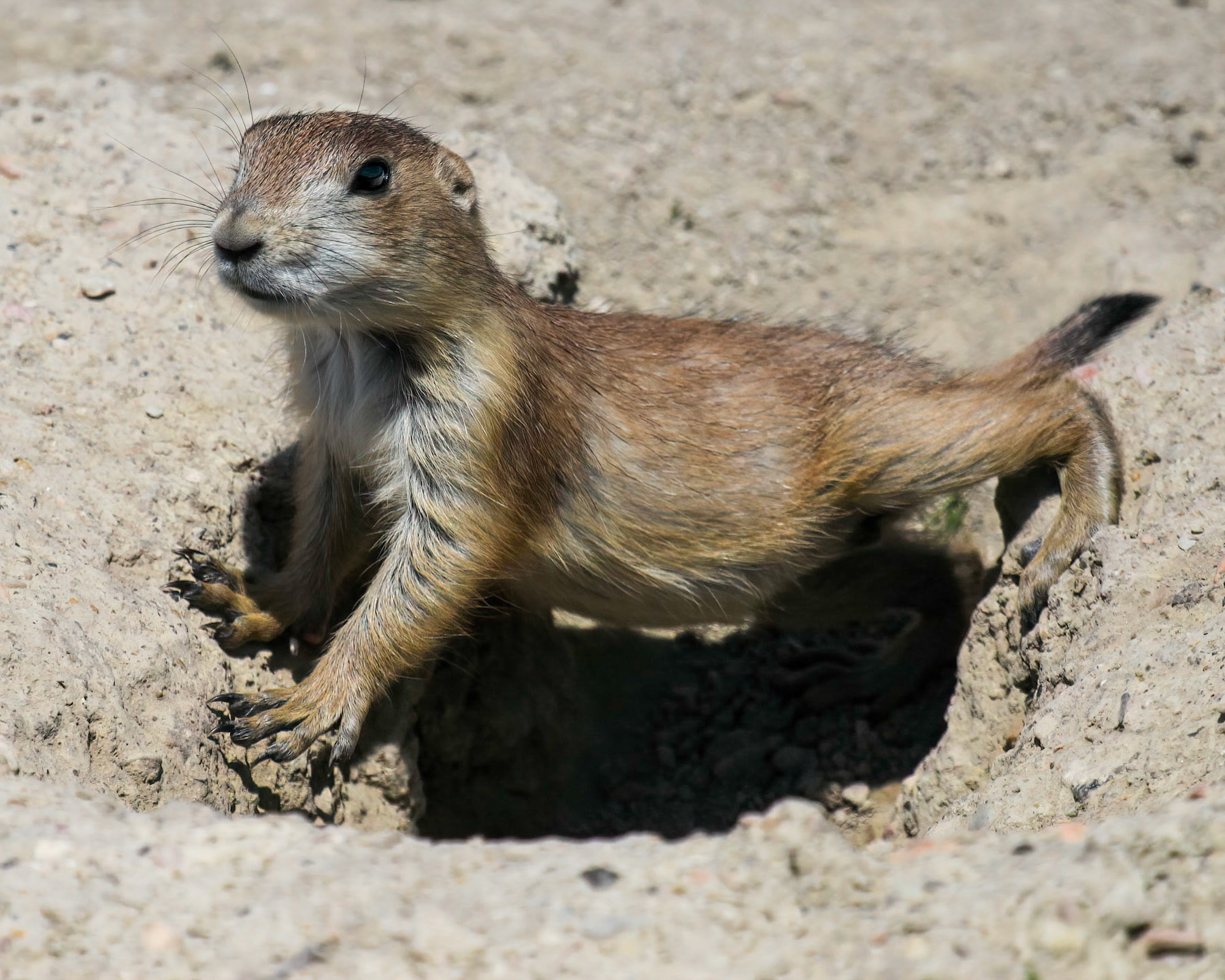 Prairie Dog (Cynomys ludovicianus) in Theodore Roosevelt National Park, North Dakota