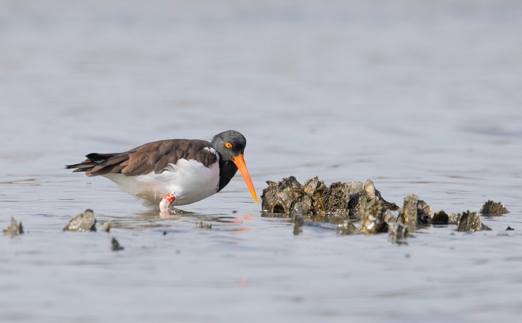 A banded American oystercatcher (Haematopus palliatus) looking for food on an oyster bed.